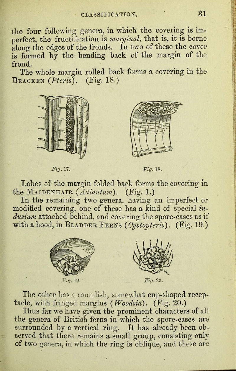 the four following genera, in which the covering is im- perfect, the fructification is marginal, that is, it is borne along the edges of the fronds. In two of these the cover is formed by the bending back of the margin of the frond. The whole margin rolled back forms a covering in the Bracken (Pteris). (Big. 18.) Fig. 17. Fig. 18. Lobes of the margin folded back forms the covering in the Maidenhair, (Adiantum). (Big. 1.) In the remaining two genera, having an imperfect or modified covering, one of these has a kind of special in- dusium attached behind, and covering the spore-cases as if with a hood, in Bladder Berns (Og stop ter is). (Big. 19.) Fig. 19. Fig. 20. The other has a roundish, somewhat cup-shaped recep- tacle, with fringed margins (TVoodsia). (Big. 20.) Thus far we have given the prominent characters of all the genera of British ferns in which the spore-cases are surrounded by a vertical ring. It has already been ob- served that there remains a small group, consisting only of two genera, in which the ring is oblique, and these are