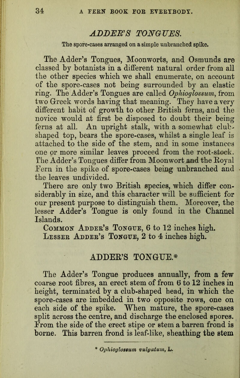 ADDER'S TONGUES. The spore-cases arranged on a simple unbranched spike. The Adder’s Tongues, Moonworts, and Osmunds are classed by botanists in a different natural order from all the other species which we shall enumerate, on account of the spore-cases not being surrounded by an elastic ring. The Adder’s Tongues are called Opliioglossum, from two Greek words having that meaning. They have a very different habit of growth to other British ferns, and the novice would at first be disposed to doubt their being ferns at all. An upright stalk, with a somewhat club- shaped top, bears the spore-cases, whilst a single leaf is attached to the side of the stem, and in some instances one or more similar leaves proceed from the root-stock. The Adder’s Tongues differ from Moonwort and the Loyal Bern in the spike of spore-cases being unbranched and the leaves undivided. There are only two British species, which differ con- siderably in size, and this character will be sufficient for our present purpose to distinguish them. Moreover, the lesser Adder’s Tongue is only found in the Channel Islands. Common Addee’s Tongue, 6 to 12 inches high. Lessee Addee’s Tongue, 2 to 4 inches high. ADDEE’S TONGUE* The Adder’s Tongue produces annually, from a few coarse root fibres, an erect stem of from 6 to 12 inches in height, terminated by a club-shaped head, in which the spore-cases are imbedded in two opposite rows, one on each side of the spike. When mature, the spore-cases split across the centre, and discharge the enclosed spores. From the side of the erect stipe or stem a barren frond is borne. This barren frond is leaf-like, sheathing the stem