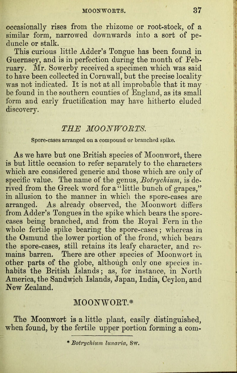occasionally rises from the rhizome or root-stock, of a similar form, narrowed downwards into a sort of pe- duncle or stalk. This curious little Adder’s Tongue has been found in Guernsey, and is in perfection during the month of Feb- ruary. Mr. Sowerby received a specimen which was said to have been collected in Cornwall, but the precise locality was not indicated. It is not at all improbable that it may be found in the southern counties of England, as its small form and early fructification may have hitherto eluded discovery. THE MOONWOBTS. Spore-cases arranged on a compound or branched spike. As we have but one British species of Moonwort, there is but little occasion to refer separately to the characters which are considered generic and those which are only of specific value. The name of the genus, Botrychium, is de- rived from the Greek word for a “little bunch of grapes,” in allusion to the manner in which the spore-cases are arranged. As already observed, the Moonwort differs from Adder’s Tongues in the spike which bears the spore- cases being branched, and from the Boyal Fern in the whole fertile spike bearing the spore-cases; whereas in the Osmund the lower portion of the frond, which bears the spore-cases, still retains its leafy character, and re- mains barren. There are other species of Moonwort in other parts of the globe, although only one species in- habits the British Islands; as, for instance, in North America, the Sandwich Islands, Japan, India, Ceylon, and New Zealand. MOONWOET.* The Moonwort is a little plant, easily distinguished, when found, by the fertile upper portion forming a com- * Botrychium lunaria, Sw.