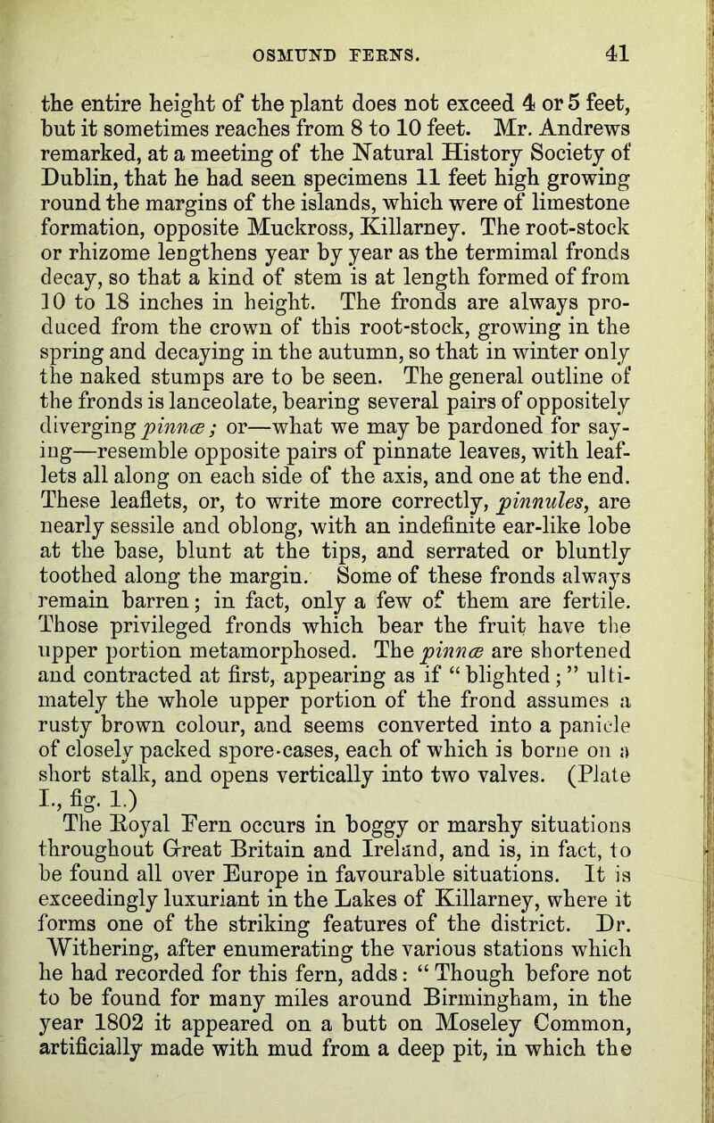 the entire height of the plant does not exceed 4 or 5 feet, but it sometimes reaches from 8 to 10 feet. Mr. Andrews remarked, at a meeting of the Natural History Society of Dublin, that he had seen specimens 11 feet high growing round the margins of the islands, which were of limestone formation, opposite Muckross, Killarney. The root-stock or rhizome lengthens year by year as the termimal fronds decay, so that a kind of stem is at length formed of from 10 to 18 inches in height. The fronds are always pro- duced from the crown of this root-stock, growing in the spring and decaying in the autumn, so that in winter only the naked stumps are to be seen. The general outline of the fronds is lanceolate, bearing several pairs of oppositely divergingpinnce; or—what we maybe pardoned for say- ing—resemble opposite pairs of pinnate leaves, with leaf- lets all along on each side of the axis, and one at the end. These leaflets, or, to write more correctly, pinnules, are nearly sessile and oblong, with an indefinite ear-like lobe at the base, blunt at the tips, and serrated or bluntly toothed along the margin. Some of these fronds always remain barren; in fact, only a few of them are fertile. Those privileged fronds which bear the fruit have the upper portion metamorphosed. The pinnce are shortened and contracted at first, appearing as if “ blighted; ” ulti- mately the whole upper portion of the frond assumes a rusty brown colour, and seems converted into a panicle of closely packed spore-cases, each of which is borne on a short stalk, and opens vertically into two valves. (Plate I., fig. 1.) The Eoyal Pern occurs in boggy or marshy situations throughout Great Britain and Ireland, and is, in fact, to be found all over Europe in favourable situations. It is exceedingly luxuriant in the Lakes of Killarney, where it forms one of the striking features of the district. Dr. Withering, after enumerating the various stations which he had recorded for this fern, adds: “ Though before not to be found for many miles around Birmingham, in the year 1802 it appeared on a butt on Moseley Common, artificially made with mud from a deep pit, in which the