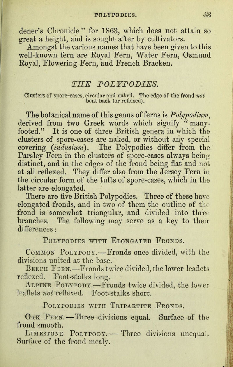 dener’s Chronicle ” for 1863, which does not attain so great a height, and is sought after by cultivators. Amongst the various names that have been given to this well-known fern are Royal Fern, Water Fern, Osmund Royal, Flowering Fern, and French Bracken. THE POLYTOPIES. Clusters of spore-cases, circular and naked. The edge of the frond not bent back (or reflexed). The botanical name of this genus of ferns is Tolypodium, derived from two Greek words which signify “ many- footed.” It is one of three British genera in which the clusters of spore-cases are naked, or without any special covering (indusium). The Polypodies differ from the Parsley Fern in the clusters of spore-cases always being distinct, and in the edges of the frond being flat and not at all reflexed. They differ also from the Jersey Fern in the circular form of the tufts of spore-cases, which in the latter are elongated. There are five British Polypodies. Three of these have elongated fronds, and in two of them the outline of the frond is somewhat triangular, and divided into three branches. The following may serve as a key to their differences: Polypodies with Elongated Fronds. Common Polypody.—Fronds once divided, with the divisions united at the base. Beech Fern.—Fronds twice divided, the lower leaflets reflexed. Foot-stalks long. Alpine Polypody.—Fronds twice divided, the lower leaflets not reflexed. Foot-stalks short. Polypodies with Tripartite Fronds. Oak Fern.—Three divisions equal. Surface of the frond smooth. Limestone Polypody. — Three divisions unequal. Surface of the frond mealv.