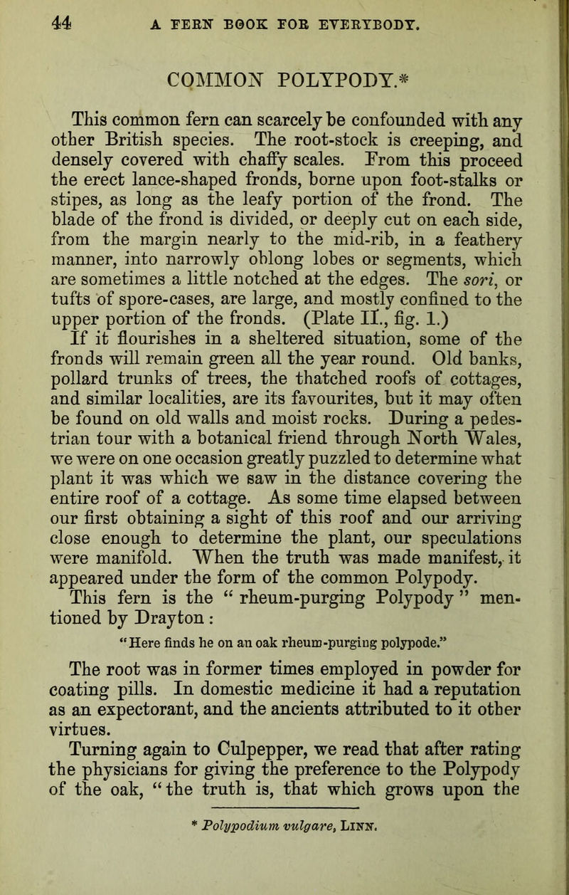 COMMON POLYPODY.* This common fern can scarcely be confounded with any other British species. The root-stock is creeping, and densely covered with chaffy scales. Prom this proceed the erect lance-shaped fronds, borne upon foot-stalks or stipes, as long as the leafy portion of the frond. The blade of the frond is divided, or deeply cut on each side, from the margin nearly to the mid-rib, in a feathery manner, into narrowly oblong lobes or segments, which are sometimes a little notched at the edges. The sori, or tufts of spore-cases, are large, and mostly confined to the upper portion of the fronds. (Plate II., fig. 1.) If it flourishes in a sheltered situation, some of the fronds will remain green all the year round. Old banks, pollard trunks of trees, the thatched roofs of cottages, and similar localities, are its favourites, but it may often be found on old walls and moist rocks. During a pedes- trian tour with a botanical friend through North Wales, we were on one occasion greatly puzzled to determine what plant it was which we saw in the distance covering the entire roof of a cottage. As some time elapsed between our first obtaining a sight of this roof and our arriving close enough to determine the plant, our speculations were manifold. When the truth was made manifest, it appeared under the form of the common Polypody. This fern is the “ rheum-purging Polypody ” men- tioned by Drayton: “Here finds he on an oak rheum-purging polypode.” The root was in former times employed in powder for coating pills. In domestic medicine it had a reputation as an expectorant, and the ancients attributed to it other virtues. Turning again to Culpepper, we read that after rating the physicians for giving the preference to the Polypody of the oak, “the truth is, that which grows upon the * Polypodium vulgare, Linn.