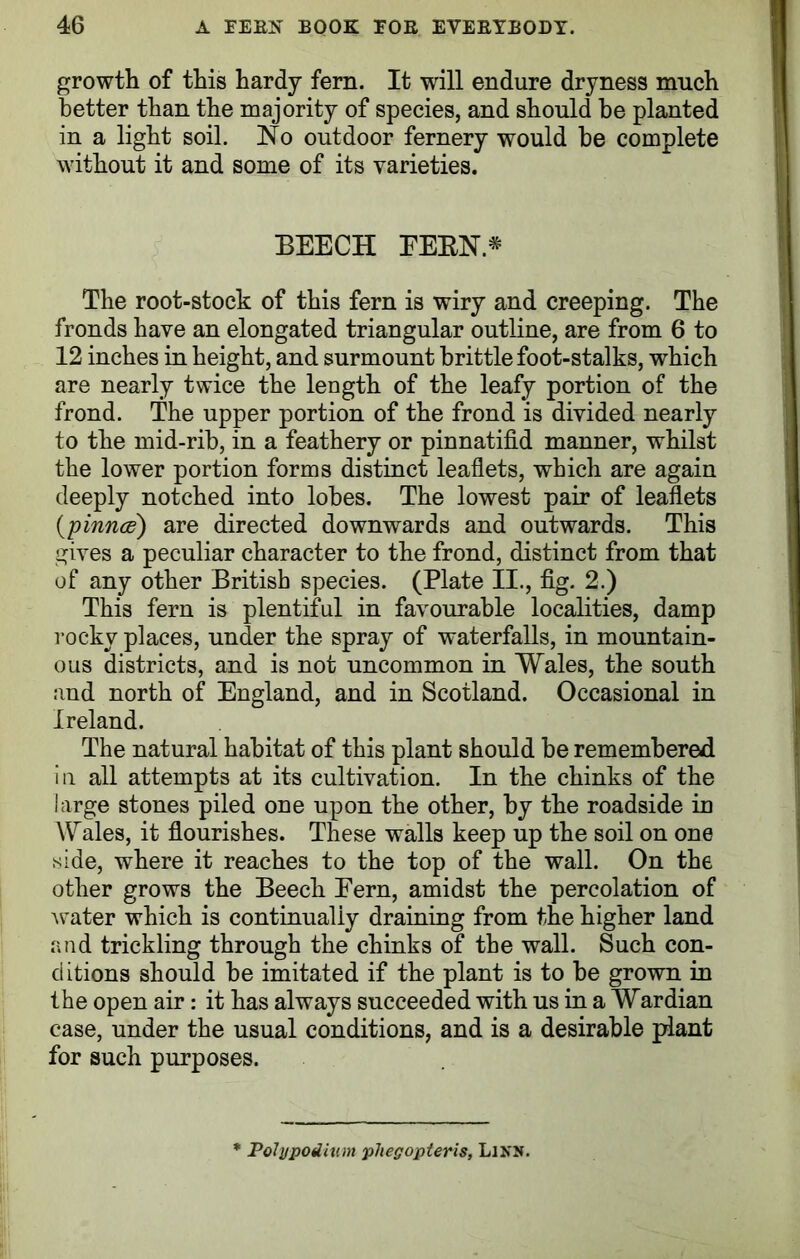 growth of this hardy fern. It will endure dryness much better than the majority of species, and should be planted in a light soil. No outdoor fernery would be complete without it and some of its varieties. BEECH BEEN* The root-stock of this fern is wiry and creeping. The fronds have an elongated triangular outline, are from 6 to 12 inches in height, and surmount brittle foot-stalks, which are nearly twice the length of the leafy portion of the frond. The upper portion of the frond is divided nearly to the mid-rib, in a feathery or pinnatifid manner, whilst the lower portion forms distinct leaflets, which are again deeply notched into lobes. The lowest pair of leaflets (pinnce) are directed downwards and outwards. This gives a peculiar character to the frond, distinct from that of any other British species. (Plate II., fig. 2.) This fern is plentiful in favourable localities, damp rocky places, under the spray of waterfalls, in mountain- ous districts, and is not uncommon in Wales, the south and north of England, and in Scotland. Occasional in Ireland. The natural habitat of this plant should be remembered in all attempts at its cultivation. In the chinks of the large stones piled one upon the other, by the roadside in Wales, it flourishes. These walls keep up the soil on one side, where it reaches to the top of the wall. On the other grows the Beech Eern, amidst the percolation of water which is continually draining from the higher land and trickling through the chinks of the wall. Such con- ditions should be imitated if the plant is to be grown in the open air: it has always succeeded with us in a Wardian case, under the usual conditions, and is a desirable plant for such purposes. Polypodium pliegopieris, LlNJf.