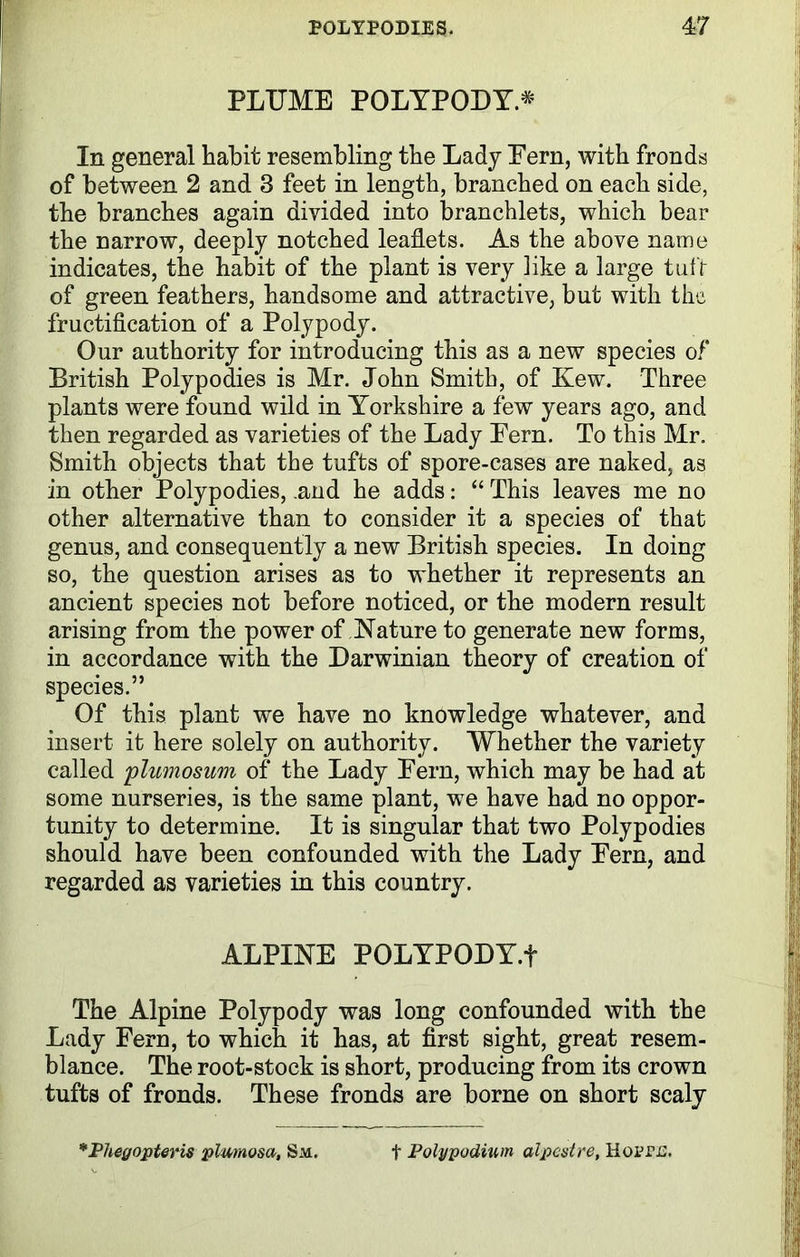 PLUME POLYPODY * In general habit resembling the Lady Pern, with fronds of between 2 and 3 feet in length, branched on each side, the branches again divided into branchlets, which bear the narrow, deeply notched leaflets. As the above name indicates, the habit of the plant is very like a large tufr of green feathers, handsome and attractive, but with the fructification of a Polypody. Our authority for introducing this as a new species of British Polypodies is Mr. John Smith, of Kew. Three plants were found wild in Yorkshire a few years ago, and then regarded as varieties of the Lady Pern. To this Mr. Smith objects that the tufts of spore-cases are naked, as in other Polypodies, .and he adds: “ This leaves me no other alternative than to consider it a species of that genus, and consequently a new British species. In doing so, the question arises as to whether it represents an ancient species not before noticed, or the modern result arising from the power of Nature to generate new forms, in accordance with the Darwinian theory of creation of species.” Of this plant we have no knowledge whatever, and insert it here solely on authority. Whether the variety called ‘plumosum of the Lady Pern, which may be had at some nurseries, is the same plant, we have had no oppor- tunity to determine. It is singular that two Polypodies should have been confounded with the Lady Pern, and regarded as varieties in this country. ALPINE POLYPODY.f The Alpine Polypody was long confounded with the Lady Fern, to which it has, at first sight, great resem- blance. The root-stock is short, producing from its crown tufts of fronds. These fronds are borne on short scaly *Phegopteris plurnosa, Sm. t Polypodium alpestre, Hoptl\