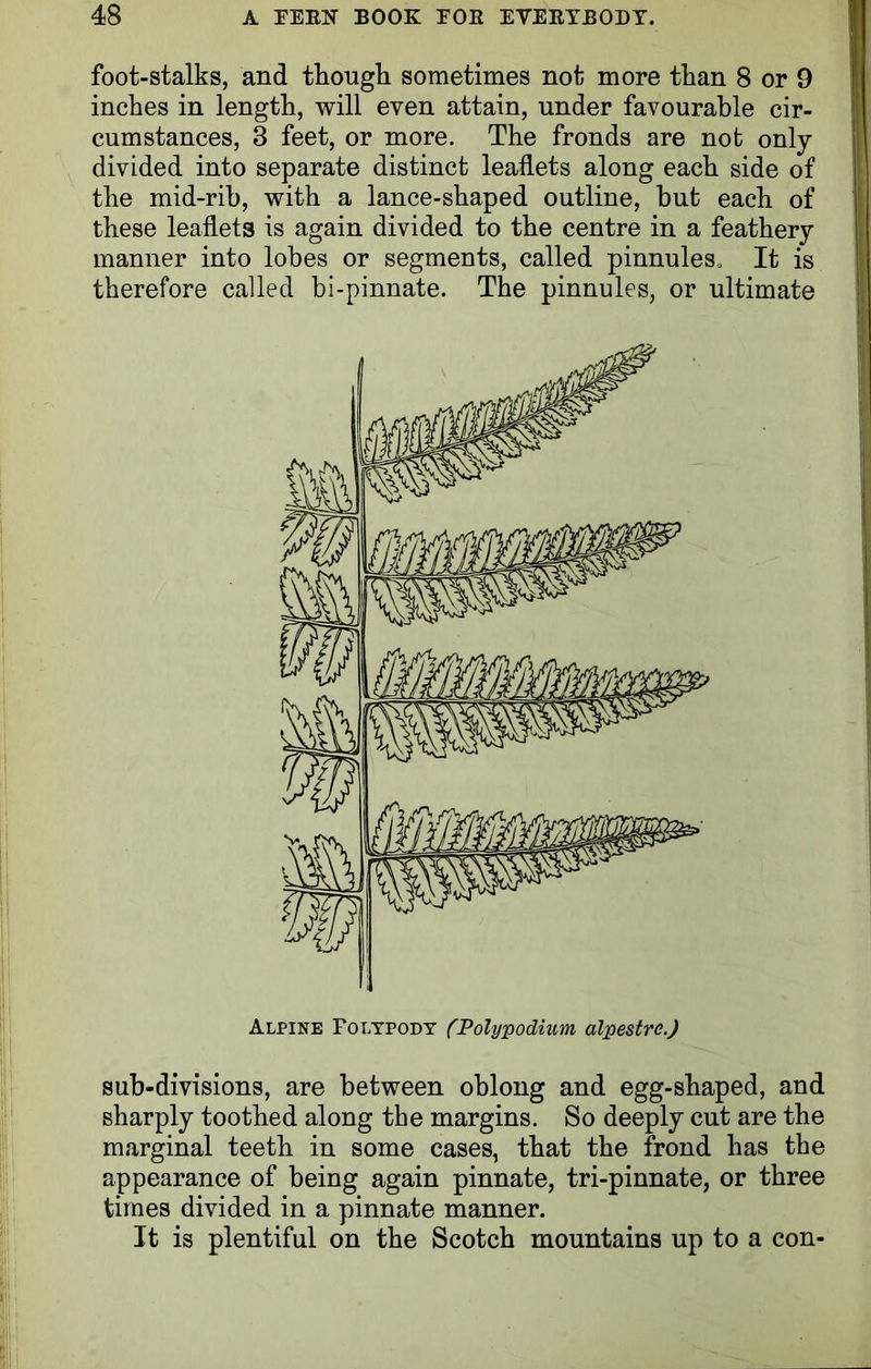 foot-stalks, and though sometimes not more than 8 or 9 inches in length, will even attain, under favourable cir- cumstances, 3 feet, or more. The fronds are not only divided into separate distinct leaflets along each side of the mid-rib, with a lance-shaped outline, hut each of these leaflets is again divided to the centre in a feathery manner into lobes or segments, called pinnules. It is therefore called bi-pinnate. The pinnules, or ultimate sub-divisions, are between oblong and egg-shaped, and sharply toothed along the margins. So deeply cut are the marginal teeth in some cases, that the frond has the appearance of being again pinnate, tri-pinnate, or three times divided in a pinnate manner. It is plentiful on the Scotch mountains up to a con-