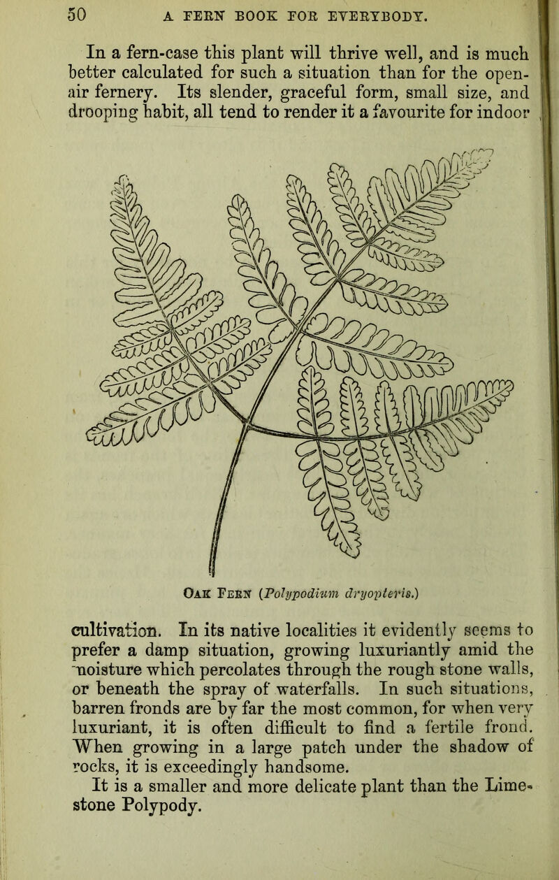 In a fern-case this plant will thrive well, and is much better calculated for such a situation than for the open- air fernery. Its slender, graceful form, small size, and drooping habit, all tend to render it a favourite for indoor cultivation. In its native localities it evidently seems to prefer a damp situation, growing luxuriantly amid the moisture which percolates through the rough stone walls, or beneath the spray of waterfalls. In such situations, barren fronds are by far the most common, for when very luxuriant, it is often difficult to find a fertile frond. When growing in a large patch under the shadow of rocks, it is exceedingly handsome. It is a smaller and more delicate plant than the Lime- stone Polypody.