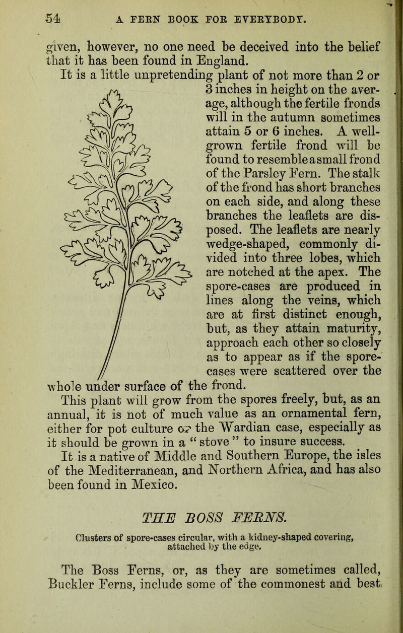 given, however, no one need be deceived into the belief that it has been found in England. It is a little unpretending plant of not more than 2 or 3 inches in height on the aver- age, although the fertile fronds will in the autumn sometimes attain 5 or 6 inches. A well- grown fertile frond will he found to resembleasmall frond of the Parsley Pern. The stalk of the frond has short branches on each side, and along these branches the leaflets are dis- posed. The leaflets are nearly wedge-shaped, commonly di- vided into three lobes, which are notched at the apex. The spore-cases are produced in lines along the veins, which are at first distinct enough, but, as they attain maturity, approach each other so closely as to appear as if the spore- cases were scattered over the whole under surface of the frond. This plant will grow from the spores freely, but, as an annual, it is not of much value as an ornamental fern, either for pot culture o? the Wardian case, especially as it should be grown in a “ stove ” to insure success. It is a native of Middle and Southern Europe, the isles of the Mediterranean, and Northern Africa, and has also been found in Mexico. THE BOSS FERNS. Clusters of spore-cases circular, with a kidney-shaped covering, attached by the edge. The Boss Eerns, or, as they are sometimes called, Buckler Eerns, include some of the commonest and best