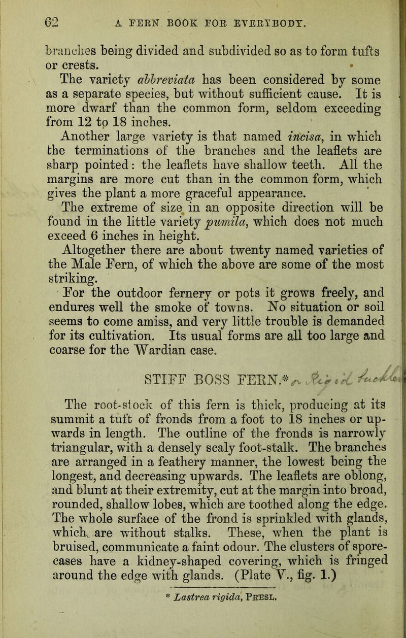 brandies being divided and subdivided so as to form tufts or crests. • The variety abbreviates has been considered by some as a separate species, but without sufficient cause. It is more dwarf than the common form, seldom exceeding from 12 to 18 inches. Another large variety is that named incisa, in which the terminations of the branches and the leaflets are sharp pointed: the leaflets have shallow teeth. Ali the margins are more cut than in the common form, which gives the plant a more graceful appearance. The extreme of size in an opposite direction will be found in the little variety pumila, which does not much exceed 6 inches in height. Altogether there are about twenty named varieties of the Male Tern, of which the above are some of the most striking. Tor the outdoor fernery or pots it grows freely, and endures well the smoke of towns. No situation or soil seems to come amiss, and very little trouble is demanded for its cultivation. Its usual forms are all too large and coarse for the Wardian case. STIFF BOSS EERN.*V , tk 1 The root-stock of this fern is thick, producing at its summit a tuft of fronds from a foot to 18 inches or up- wards in length. The outline of the fronds is narrowly triangular, with a densely scaly foot-stalk. The branches are arranged in a feathery manner, the lowest being the longest, and decreasing upwards. The leaflets are oblong, and blunt at their extremity, cut at the margin into broad, rounded, shallow lobes, which are toothed along the edge. The whole surface of the frond is sprinkled with glands, which, are without stalks. These, when the plant is bruised, communicate a faint odour. The clusters of spore- cases have a kidney-shaped covering, which is fringed around the edge with glands. (Plate V., fig. 1.)