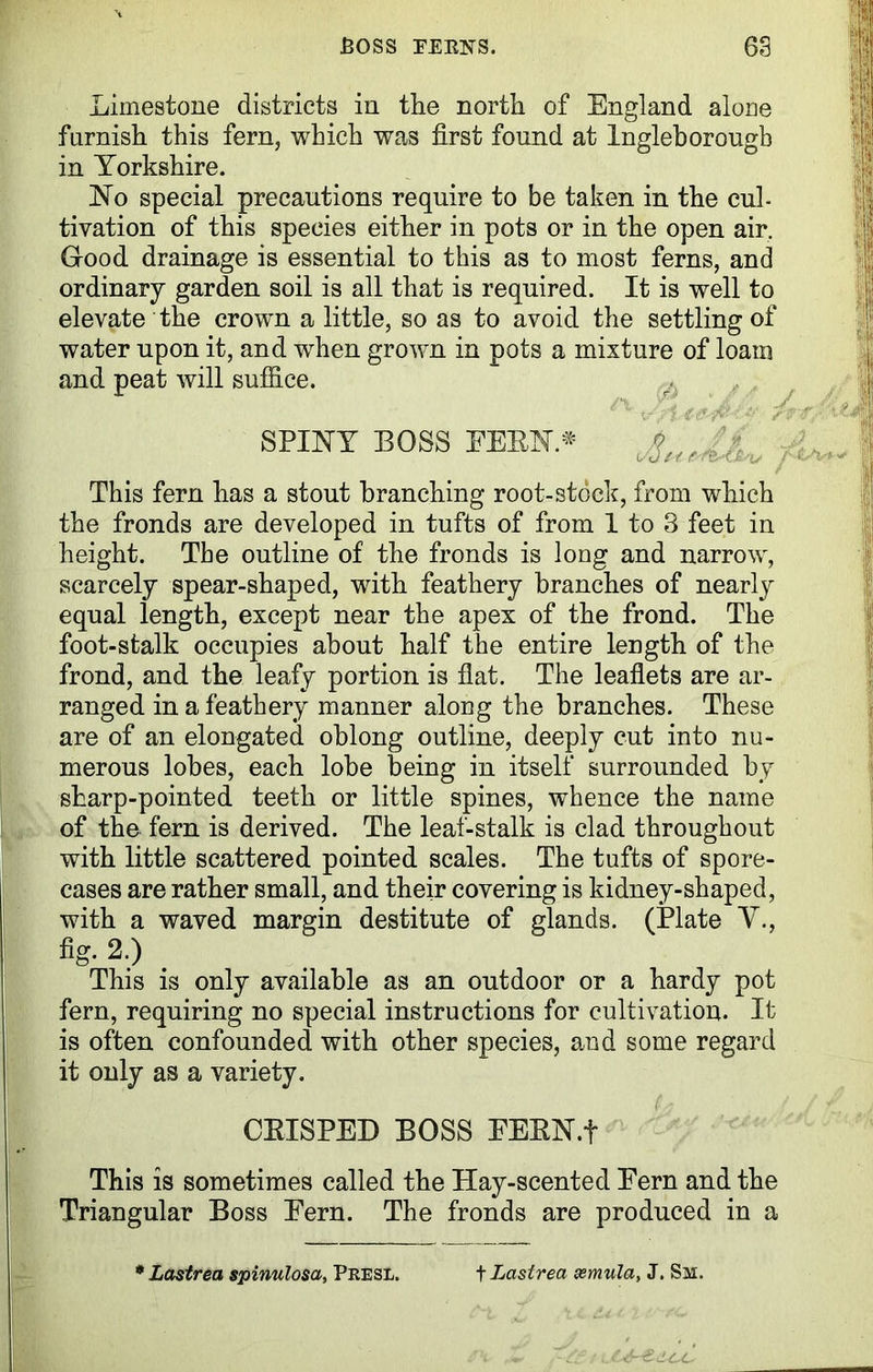 Limestone districts in the north of England alone furnish this fern, which was first found at Ingleborougb in Yorkshire. 1STo special precautions require to be taken in the cub tivation of this species either in pots or in the open air. Good drainage is essential to this as to most ferns, and ordinary garden soil is all that is required. It is well to elevate the crown a little, so as to avoid the settling of water upon it, and when grown in pots a mixture of loam and peat will suffice. SPINY BOSS FERN.* This fern has a stout branching root-stock, from which the fronds are developed in tufts of from 1 to 3 feet in height. The outline of the fronds is long and narrow, scarcely spear-shaped, with feathery branches of nearly equal length, except near the apex of the frond. The foot-stalk occupies about half the entire length of the frond, and the leafy portion is flat. The leaflets are ar- ranged in a feathery manner along the branches. These are of an elongated oblong outline, deeply cut into nu- merous lobes, each lobe being in itself surrounded by sharp-pointed teeth or little spines, whence the name of the fern is derived. The leaf-stalk is clad throughout with little scattered pointed scales. The tufts of spore- cases are rather small, and their covering is kidney-shaped, with a waved margin destitute of glands. (Plate V., fig. 2.) This is only available as an outdoor or a hardy pot fern, requiring no special instructions for cultivation. It is often confounded with other species, and some regard it only as a variety. CRISPED BOSS EERN.f This is sometimes called the Hay-scented Eern and the Triangular Boss Eern. The fronds are produced in a