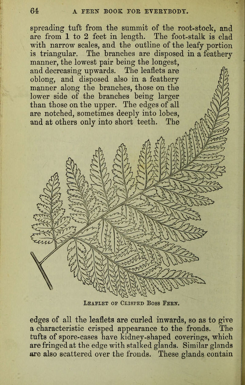 spreading tuft from the summit of the root-stock, and are from 1 to 2 feet in length. The foot-stalk is clad with narrow scales, and the outline of the leafy portion is triangular. The branches are disposed in a feathery manner, the lowest pair being the longest, and decreasing upwards. The leaflets are oblong, and disposed also in a feathery manner along the branches, those on the lower side of the branches being larger than those on the upper. The edges of all are notched, sometimes deeply into lobes, and at others only into short teeth. The Leaflet of Crisped Boss Fern. edges of all the leaflets are curled inwards, so as to give a characteristic crisped appearance to the fronds. The tufts of spore-cases have kidney-shaped coverings, which are fringed at the edge with stalked glands. Similar glands are also scattered over the fronds. These glands contain
