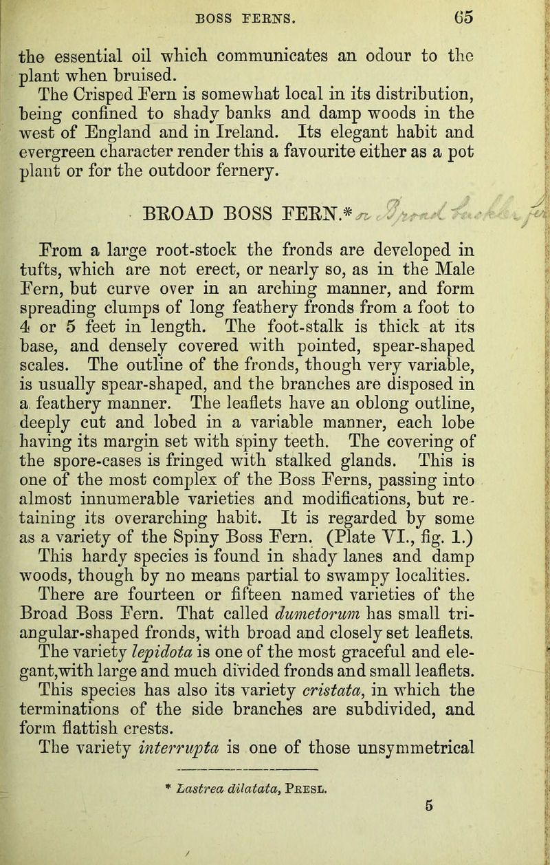 the essential oil which communicates an odour to the plant when bruised. The Crisped Tern is somewhat local in its distribution, being confined to shady banks and damp woods in the west of England and in Ireland. Its elegant habit and evergreen character render this a favourite either as a pot plant or for the outdoor fernery. BROAD BOSS FERN.*^ / Trom a large root-stock the fronds are developed in tufts, which are not erect, or nearly so, as in the Male Tern, but curve over in an arching manner, and form spreading clumps of long feathery fronds from a foot to 4 or 5 feet in length. The foot-stalk is thick at its base, and densely covered with pointed, spear-shaped scales. The outline of the fronds, though very variable, is usually spear-shaped, and the branches are disposed in a feathery manner. The leaflets have an oblong outline, deeply cut and lobed in a variable manner, each lobe having its margin set with spiny teeth. The covering of the spore-cases is fringed with stalked glands. This is one of the most complex of the Boss Terns, passing into almost innumerable varieties and modifications, but re- taining its overarching habit. It is regarded by some as a variety of the Spiny Boss Tern. (Plate VI., fig. 1.) This hardy species is found in shady lanes and damp woods, though by no means partial to swampy localities. There are fourteen or fifteen named varieties of the Broad Boss Tern. That called dumetorum has small tri- angular-shaped fronds, with broad and closely set leaflets. The variety lepidota is one of the most graceful and ele- gant,with large and much divided fronds and small leaflets. This species has also its variety cristata, in which the terminations of the side branches are subdivided, and form flatfish crests. The variety interrupta is one of those unsymmetrical * Lastrea dilatata, Pkesl. 5