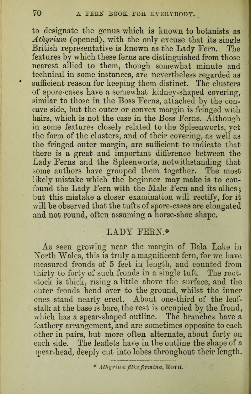 to designate the genus which is known to botanists as Athyrium (opened), with the only excuse that its single British representative is known as the Lady Bern. The features by which these ferns are distinguished from those nearest allied to them, though somewhat minute and technical in some instances, are nevertheless regarded as sufficient reason for keeping them distinct. The clusters of spore-cases have a somewhat kidney-shaped covering, similar to those in the Boss Terns, attached by the con- cave side, but the outer or convex margin is fringed with hairs, which is not the case in the Boss Terns. Although in some features closely related to the Spleenworts, yet the form of the clusters, and of their covering, as well as the fringed outer margin, are sufficient to indicate that there is a great and important difference between the Lady Terns and the Spleenworts, notwithstanding that some authors have grouped them together. The most likely mistake which the beginner may make is to con- found the Lady Tern with the Male Tern and its allies; but this mistake a closer examination will rectify, for it will be observed that the tufts of spore-cases are elongated and not round, often assuming a horse-shoe shape. LADY TEBY* As seen growing near the margin of Bala Lake in Yorth Wales, this is truly a magnificent fern, for we have measured fronds of 5 feet in length, and counted from thirty to forty of such fronds in a single tuft. The root- stock is thick, rising a little above the surface, and the outer fronds bend over to the ground, whilst the inner ones stand nearly erect. About one-third of the leaf- stalk at the base is bare, the rest is occupied by the frond, which has a spear-shaped outline. The branches have a feathery arrangement, and are sometimes opposite to each other in pairs, but more often alternate, about forty on each side. The leaflets have in the outline the shape of a jpear-head, deeply cut into lobes throughout their length. * Atlnjriumfilix focmina, Roth.