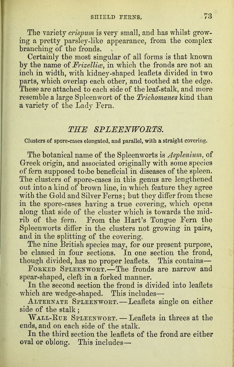 The variety crispum is very small, and has whilst grow- ing a pretty parsley-like appearance, from the complex branching of the fronds. Certainly the most singular of all forms is that known by the name of Erizellice, in which the fronds are not an inch in width, with kidney-shaped leaflets divided in two parts, which overlap each other, and toothed at the edge. These are attached to each side of the leaf-stalk, and more resemble a large Spleenwort of the Trichomanes kind than a variety of the Lady Fern. THE SPLEENWORTS. Clusters of spore-cases elongated, and parallel, with a straight covering. The botanical name of the Spleenworts is Asplenium, of Greek origin, and associated originally with some species of fern supposed toObe beneficial in diseases of the spleen. The clusters of spore-cases in this genus are lengthened out into a kind of brown line, in which feature they agree with the Gold and Silver Ferns; but they differ from these in the spore-cases having a true covering, which opens along that side of the cluster which is towards the mid- rib of the fern. From the Hart’s Tongue Fern the Spleenworts differ in the clusters not growing in pairs, and in the splitting of the covering. The nine British species may, for our present purpose, be classed in four sections. In one section the frond, though divided, has no proper leaflets. This contains— Forked Spleenwort.—The fronds are narrow and spear-shaped, cleft in a forked manner. In the second section the frond is divided into leaflets which are wedge-shaped. This includes— Alternate Spleenwort.—Leaflets single on either side of the stalk; Wall-Hue Spleenwort. — Leaflets in threes at the ends, and on each side of the stalk. In the third section the leaflets of the frond are either oval or oblong. This includes—