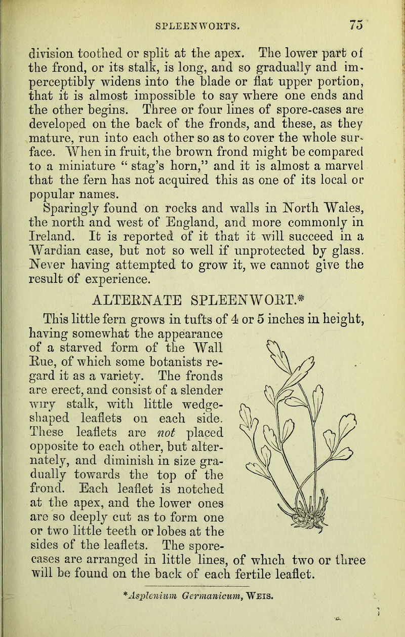 division toothed or split at the apex. The lower part of the frond, or its stalk, is long, and so gradually and im- perceptibly widens into the blade or flat upper portion, that it is almost impossible to say where one ends and the other begins. Three or four lines of spore-cases are developed on the back of the fronds, and these, as they mature, run into each other so as to cover the whole sur- face. When in fruit, the brown frond might be compared to a miniature “ stag’s horn,” and it is almost a marvel that the fern has not acquired this as one of its local or popular names. Sparingly found on rocks and walls in North Wales, the north and west of England, and more commonly in Ireland. It is reported of it that it will succeed in a Wardian case, but not so well if unprotected by glass. Never having attempted to grow it, we cannot give the result of experience. ALTERNATE SPLEENWORTA This little fern grows in tufts of I or 5 inches in height, having somewhat the appearance of a starved form of the Wall Rue, of which some botanists re- gard it as a variety. The fronds are erect, and consist of a slender wiry stalk, with little wedge- shaped leaflets on each side. These leaflets are not placed opposite to each other, but alter- nately, and diminish in size gra- dually towards the top of the frond. Each leaflet is notched at the apex, and the lower ones are so deeply cut as to form one or two little teeth or lobes at the sides of the leaflets. The spore- cases are arranged in little lines, of which two or three will be found on the back of each fertile leaflet. *Asplenium Germanicum, Weis.