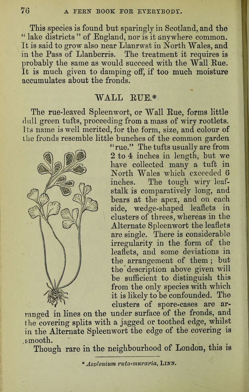 This species is found but sparingly in Scotland, and the “ lake districts ” of England, nor is it anywhere common. It is said to grow also near Llanrwst in North Wales, and in the Pass of Llanberris. The treatment it requires is probably the same as would succeed with the Wall Rue. It is much given to damping off, if too much moisture accumulates about the fronds. WALL RITE.* The rue-leaved Spleenwort, or Wall Rue, forms little dull green tufts, proceeding from a mass of wiry rootlets. Its name is well merited, for the form, size, and colour of 1 Lie fronds resemble little bunches of the common garden “rue.” The tufts usually are from 2 to 4 inches in length, but we have collected many a tuft in North Wales which exceeded 6 inches. The tough wiry leaf- stalk is comparatively long, and bears at the apex, and on each side, wedge-shaped leaflets in clusters of threes, whereas in the Alternate Spleenwort the leaflets are single. There is considerable irregularity in the form of the leaflets, and some deviations in the arrangement of them; but the description above given will be sufficient to distinguish this from the only species wdth 'which it is likely to be confounded. The clusters of spore-cases are ar- ranged in lines on the under surface of the fronds, and (he covering splits with a jagged or toothed edge, whilst in the Alternate Spleenwort the edge of the covering is .smooth. Though rare in the neighbourhood of London, this is * Asvlenium ruta-muraria, Linn.