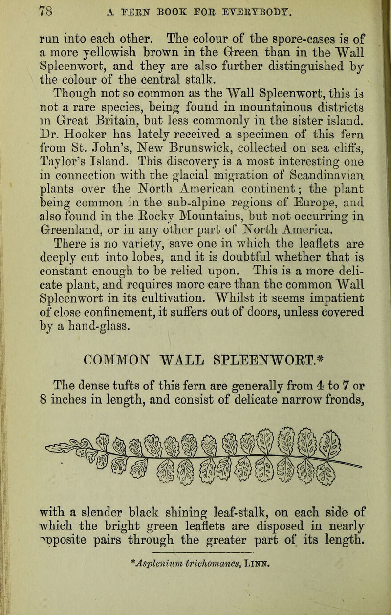 run into each other. The colour of the spore-cases is of a more yellowish brown in the Green than in the Wall Spleen wort, and they are also further distinguished by the colour of the central stalk. Though not so common as the Wall Spleenwort, this is not a rare species, being found in mountainous districts m Great Britain, hut less commonly in the sister island. Dr. Hooker has lately received a specimen of this fern from St. John’s, New Brunswick, collected on sea cliffs, Taylor’s Island. This discovery is a most interesting one in connection with the glacial migration of Scandinavian plants over the North American continent; the plant being common in the sub-alpine regions of Europe, and also found in the Bocky Mountains, but not occurring in Greenland, or in any other part of North America. There is no variety, save one in which the leaflets are deeply cut into lobes, and it is doubtful whether that is constant enough to be relied upon. This is a more deli- cate plant, and requires more care than the common Wall Spleenwort in its cultivation. Whilst it seems impatient of close confinement, it suffers out of doors, unless covered by a hand-glass. COMMON WALL SPLEENWOET.# The dense tufts of this fern are generally from 4 to 7 or 8 inches in length, and consist of delicate narrow fronds, with a slender black shining leaf-stalk, on each side of which the bright green leaflets are disposed in nearly ^nposite pairs through the greater part of its length.