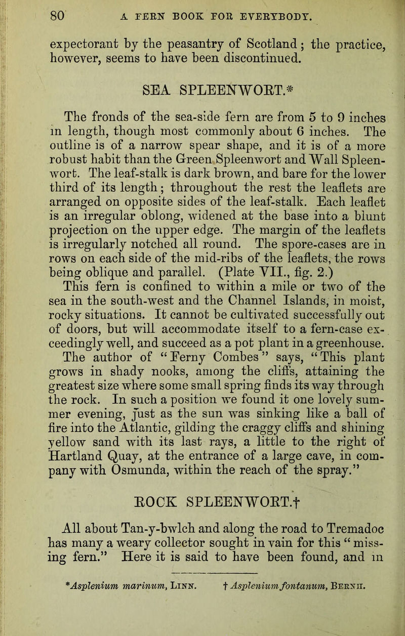 expectorant by the peasantry of Scotland; the practice, however, seems to have been discontinued. SEA SPLEENWOET* The fronds of the sea-side fern are from 5 to 9 inches m length, though most commonly about 6 inches. The outline is of a narrow spear shape, and it is of a more robust habit than the Green Spleenwort and Wall Spleen- wort. The leaf-stalk is dark brown, and bare for the lower third of its length; throughout the rest the leaflets are arranged on opposite sides of the leaf-stalk. Each leaflet is an irregular oblong, widened at the base into a blunt projection on the upper edge. The margin of the leaflets is irregularly notched all round. The spore-cases are in rows on each side of the mid-ribs of the leaflets, the rows being oblique and parallel. (Plate VII., fig. 2.) This fern is confined to within a mile or two of the sea in the south-west and the Channel Islands, in moist, rocky situations. It cannot be cultivated successfully out of doors, but will accommodate itself to a fern-case ex- ceedingly well, and succeed as a pot plant in a greenhouse. The author of “ Eerny Combes ” says, “ This plant grows in shady nooks, among the cliffs, attaining the greatest size where some small spring finds its way through the rock. In such a position we found it one lovely sum- mer evening, just as the sun was sinking like a ball of fire into the Atlantic, gilding the craggy cliffs and shining yellow sand with its last rays, a little to the right of Hartland Quay, at the entrance of a large cave, in com- pany with Osmunda, within the reach of the spray.” EOCK SPLEENWOET.f All about Tan-y-bwlch and along the road to Tremadoc has many a weary collector sought in vain for this “ miss- ing fern.” Here it is said to have been found, and in