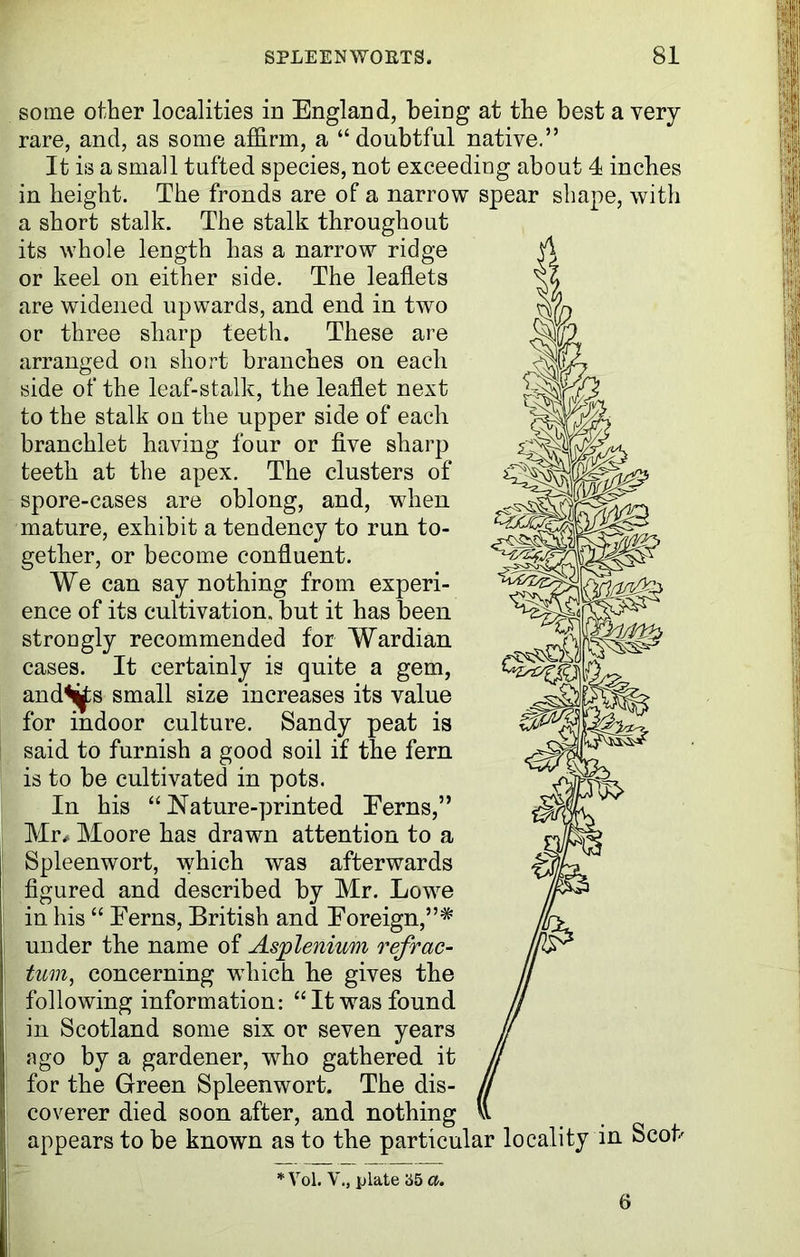 some other localities in England, being at the best a very rare, and, as some affirm, a “doubtful native.” It is a small tufted species, not exceeding about 4 inches in height. The fronds are of a narrow spear shape, with a short stalk. The stalk throughout its whole length has a narrow ridge or keel on either side. The leaflets are widened upwards, and end in two or three sharp teeth. These are arranged on short branches on each side of the leaf-stalk, the leaflet next to the stalk on the upper side of each branchlet having four or five sharp teeth at the apex. The clusters of spore-cases are oblong, and, when mature, exhibit a tendency to run to- gether, or become confluent. We can say nothing from experi- ence of its cultivation, but it has been strongly recommended for Wardian cases. It certainly is quite a gem, andS^s small size increases its value for indoor culture. Sandy peat is said to furnish a good soil if the fern is to be cultivated in pots. In his “ Nature-printed Eerns,” Mr, Moore has drawn attention to a Spleenwort, which was afterwards figured and described by Mr. Lowe in his “ Eerns, British and Eoreign,”* under the name of Asplenium refrac- tum, concerning which be gives the following information: “It was found in Scotland some six or seven years ago by a gardener, who gathered it for the Green Spleenwort. The dis- coverer died soon after, and nothing appears to be known as to the particular locality in Scot' “j'iV0Q i/m * Vol. V., plate 55 a. 6