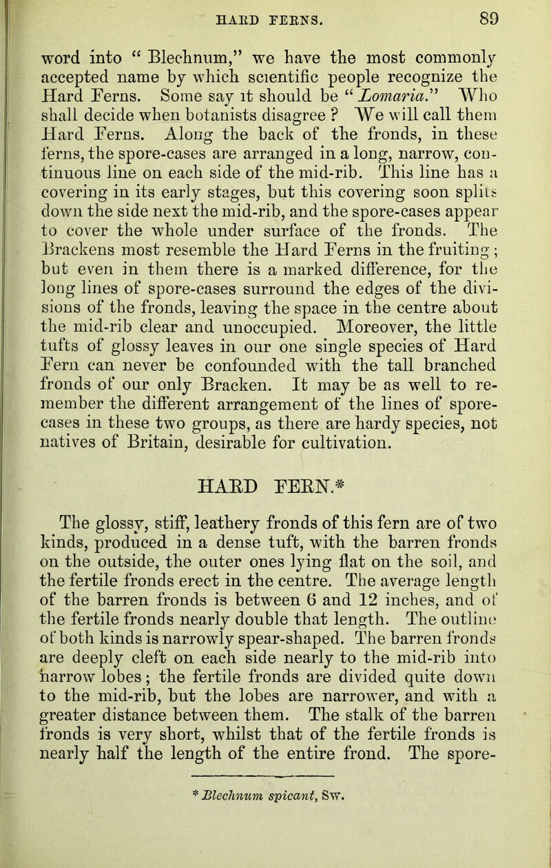 word into “ Bledinum,” we have the most commonly accepted name by which scientific people recognize the Hard Ferns. Some say it should be “ Lomaria.” Who shall decide when botanists disagree ? We will call them Hard Ferns. Along the back of the fronds, in these ferns, the spore-cases are arranged in a long, narrow, con- tinuous line on each side of the mid-rib. This line has a covering in its early stages, but this covering soon splits down the side next the mid-rib, and the spore-cases appear to cover the whole under surface of the fronds. The Brackens most resemble the Hard Ferns in the fruiting; but even in them there is a marked difference, for the long lines of spore-cases surround the edges of the divi- sions of the fronds, leaving the space in the centre about the mid-rib clear and unoccupied. Moreover, the little tufts of glossy leaves in our one single species of Hard Fern can never be confounded with the tall branched fronds of our only Bracken. It may be as well to re- member the different arrangement of the lines of spore- cases in these two groups, as there are hardy species, not natives of Britain, desirable for cultivation. HABD FEBNA The glossy, stiff, leathery fronds of this fern are of two kinds, produced in a dense tuft, with the barren fronds on the outside, the outer ones lying flat on the soil, and the fertile fronds erect in the centre. The average length of the barren fronds is between 6 and 12 inches, and of the fertile fronds nearly double that length. The outline of both kinds is narrowly spear-shaped. The barren fronds are deeply cleft on each side nearly to the mid-rib into harrow lobes; the fertile fronds are divided quite down to the mid-rib, but the lobes are narrower, and with a greater distance between them. The stalk of the barren fronds is very short, whilst that of the fertile fronds is nearly half the length of the entire frond. The spore- * Blechnum spicant, Sw.