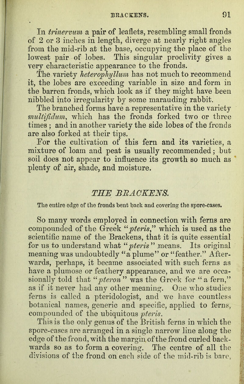 In trinervum a pair of leaflets, resembling small fronds of 2 or 3 inches in length, diverge at nearly right angles from the mid-rib at the base, occupying the place of the lowest pair of lobes. This singular proclivity gives a very characteristic appearance to the fronds. The variety ineterophyllum has not much to recommend it, the lobes are exceeding variable in size and form in the barren fronds, which look as if they might have been nibbled into irregularity by some marauding rabbit. The branched forms have a representative in the variety multifidum, which has the fronds forked two or three times ; and in another variety the side lobes of the fronds are also forked at their tips. Tor the cultivation of this fern and its varieties, a mixture of loam and peat is usually recommended; but soil does not appear to influence its growth so much as plenty of air, shade, and moisture. THE BRACKENS. The entire edge of the fronds bent back and covering the spore-cases. So many words employed in connection with ferns are compounded of the Greek “pteris” which is used as the scientific name of the Brackens, that it is quite essential for us to understand what “pteris” means. Its original meaning was undoubtedly “a plume” or “feather.” After- wards, perhaps, it became associated with such ferns as have a plumose or feathery appearance, and we are occa- sionally told that “pteron ” was the Greek for “ a fern,” as if it never had any other meaning. One who studies ferns is called a pteridologist, and we have countless botanical names, generic and specific, applied to ferns, compounded of the ubiquitous pteris. This is the only genus of the British ferns in which the spore-cases are arranged in a single narrow line along the edge of the frond, with the margin of the frond curled back- wards so as to form a covering. The centre of all the divisions of the frond on each side of the mid-rib is bare.