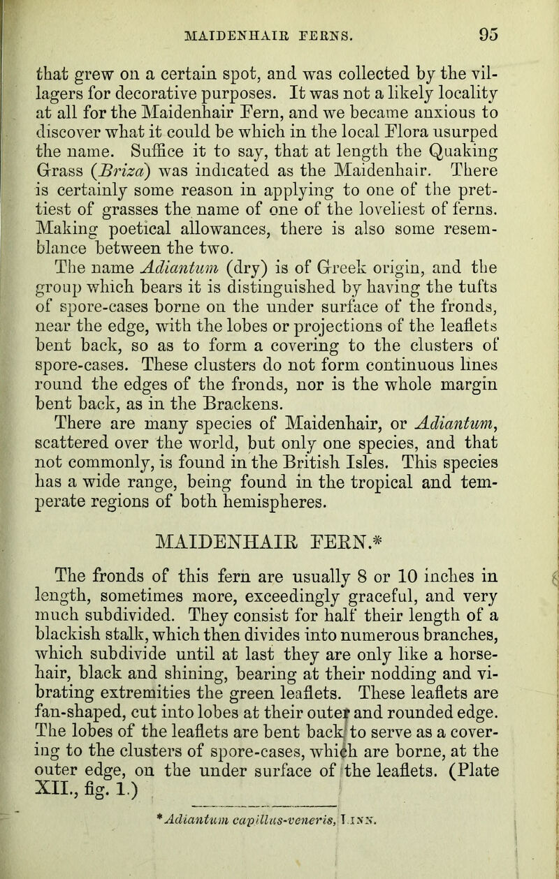 that grew on a certain spot, and was collected by the vil- lagers for decorative purposes. It was not a likely locality at all for the Maidenhair Pern, and we became anxious to discover what it could be which in the local Elora usurped the name. Suffice it to say, that at length the Quaking Grass (JBriza) was indicated as the Maidenhair. There is certainly some reason in applying to one of the pret- tiest of grasses the name of one of the loveliest of ferns. Making poetical allowances, there is also some resem- blance between the two. The name Adiantum (dry) is of Greek origin, and the group which bears it is distinguished by having the tufts of spore-cases borne on the under surface of the fronds, near the edge, with the lobes or projections of the leaflets bent back, so as to form a covering to the clusters of spore-cases. These clusters do not form continuous lines round the edges of the fronds, nor is the whole margin bent back, as in the Brackens. There are many species of Maidenhair, or Adiantum, scattered over the world, but only one species, and that not commonly, is found in the British Isles. This species has a wide range, being found in the tropical and tem- perate regions of both hemispheres. MAIDENHAIR BERN # The fronds of this fern are usually 8 or 10 inches in length, sometimes more, exceedingly graceful, and very much subdivided. They consist for half their length of a blackish stalk, which then divides into numerous branches, which subdivide until at last they are only like a horse- hair, black and shining, bearing at their nodding and vi- brating extremities the green leaflets. These leaflets are fan-shaped, cut into lobes at their outer and rounded edge. The lobes of the leaflets are bent back to serve as a cover- ing to the clusters of spore-cases, which are borne, at the outer edge, on the under surface of the leaflets. (Plate XII., fig. 1.) ^ ^ * Adiantum captlhis-veneris, Jinn.