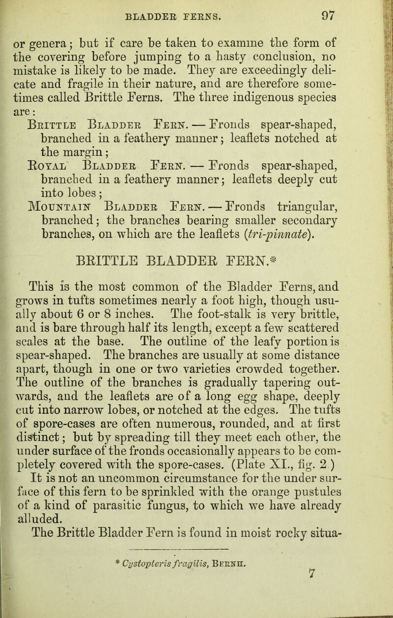 or genera; but if care be taken to examine the form of the covering before jumping to a hasty conclusion, no mistake is likely to be made. They are exceedingly deli- cate and fragile in their nature, and are therefore some- times called Brittle Ferns. The three indigenous species are: Beittle Bladdee Been. — Fronds spear-shaped, branched in a feathery manner; leaflets notched at the margin; Eoyal Bladdee Feen. — Fronds spear-shaped, branched in a feathery manner; leaflets deeply cut into lobes; Mountain Bladdee Feen. — Fronds triangular, branched; the branches bearing smaller secondary branches, on which are the leaflets (tri-pinnate). BEITTLE BLADDEE FEEN A' This is the most common of the Bladder Ferns, and grows in tufts sometimes nearly a foot high, though usu- ally about 6 or 8 inches. The foot-stalk is very brittle, and is bare through half its length, except a few scattered scales at the base. The outline of the leafy portion is spear-shaped. The branches are usually at some distance apart, though in one or two varieties crowded together. The outline of the branches is gradually tapering out- wards, and the leaflets are of a long egg shape, deeply cut into narrow lobes, or notched at the edges. The tufts of spore-cases are often numerous, rounded, and at first distinct; but by spreading till they meet each other, the under surface of the fronds occasionally appears to be com- pletely covered with the spore-cases. (Plate XI., fig. 2.) It is not an uncommon circumstance for the under sur- face of this fern to be sprinkled with the orange pustules of a kind of parasitic fungus, to which we have already alluded. The Brittle Bladder Fern is found in moist rocky situa- * Cystopteris fragilis, Berne:. 7