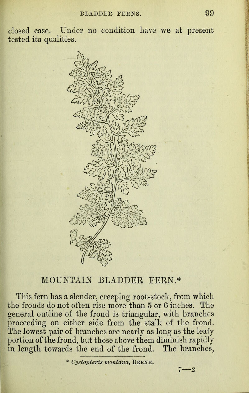 closed case. Under no condition have we at present tested its qualities. MOUNTAIN BLADDER FERN* This fern has a slender, creeping root-stock, from which the fronds do not often rise more than 5 or 6 inches. The general outline of the frond is triangular, with branches proceeding on either side from the stalk of the frond. The lowest pair of branches are nearly as long as the leafy portion of the frond, but those above them diminish rapidly in length towards the end of the frond. The branches, * Cjjstopteris montana, Beenh. .-7,