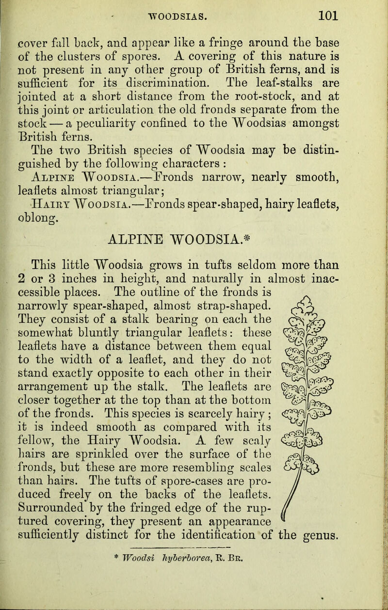 cover fall back, and appear like a fringe around tbe base of the clusters of spores. A covering of this nature is not present in any other group of British ferns, and is sufficient for its discrimination. The leaf-stalks are jointed at a short distance from the root-stock, and at this joint or articulation the old fronds separate from the stock — a peculiarity confined to the Woodsias amongst British ferns. The two British species of Woodsia may be distin- guished by the following characters : Alpine Woodsia.—Fronds narrow, nearly smooth, leaflets almost triangular; Hairy Woodsia.—Fronds spear-shaped, hairy leaflets, oblong. ALPINE WOODSIA* This little Woodsia grows in tufts seldom more than 2 or 3 inches in height, and naturally in almost inac- cessible places. The outline of the fronds is narrowly spear-shaped, almost strap-shaped. They consist of a stalk bearing on each the somewhat bluntly triangular leaflets: these leaflets have a distance between them equal to the width of a leaflet, and they do not stand exactly opposite to each other in their arrangement up the stalk. The leaflets are closer together at the top than at the bottom of the fronds. This species is scarcely hairy ; it is indeed smooth as compared with its fellow, the Hairy Woodsia. A few scaly hairs are sprinkled over the surface of the fronds, but these are more resembling scales than hairs. The tufts of spore-cases are pro- duced freely on the backs of the leaflets. Surrounded by the fringed edge of the rup- tured covering, they present an appearance sufficiently distinct for the identification of * Woodsi hyberborea, R. Bu.