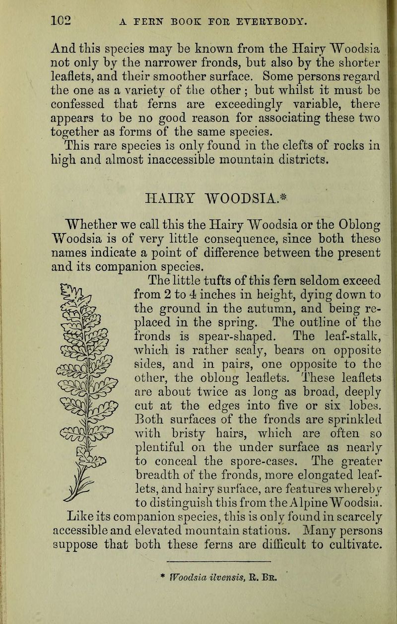 And this species may be known from the Hairy Woodsia not only by the narrower fronds, but also by the shorter leaflets, and their smoother surface. Some persons regard the one as a variety of the other ; but whilst it must be confessed that ferns are exceedingly variable, there appears to be no good reason for associating these two together as forms of the same species. This rare species is only found in the clefts of rocks in high and almost inaccessible mountain districts. HAIRY WOODSIA* Whether we call this the Hairy Woodsia or the Oblong Yfoodsia is of very little consequence, since both these names indicate a point of difference between the present and its companion species. The little tufts of this fern seldom exceed from 2 to 4 inches in height, dying down to the ground in the autumn, and being re- placed in the spring. The outline of the fronds is spear-shaped. The leaf-stalk, which is rather scaly, bears on opposite sides, and in pairs, one opposite to the other, the oblong leaflets. These leaflets are about twice as long as broad, deeply cut at the edges into five or six lobes. Roth surfaces of the fronds are sprinkled with bristy hairs, which are often so plentiful oil the under surface as nearly to conceal the spore-cases. The greater breadth of the fronds, more elongated leaf- lets, and hairy surface, are features whereby to distinguish this from the Alpine Woodsia. Like its companion species, this is only found in scarcely accessible and elevated mountain stations. Many persons suppose that both these ferns are difficult to cultivate. * Woodsia ilvensis, R. Br.
