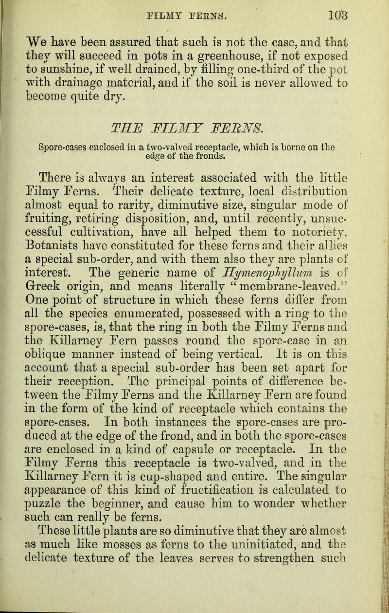 We have been assured that such is not the case, and that they will succeed iu pots iu a greenhouse, if not exposed to sunshine, if well drained, by filling one-third of the pot with drainage material, and if the soil is never allowed to become quite dry. Spore-cases enclosed in a two-valved receptacle, which is borne on the Filmy Ferns. Their delicate texture, local distribution almost equal to rarity, diminutive size, singular mode of fruiting, retiring disposition, and, until recently, unsuc- cessful cultivation, have all helped them to notoriety. Botanists have constituted for these ferns and their allies a special sub-order, and with them also they are plants of interest. The generic name of Hymenophyllum is of Greek origin, and means literally “ membrane-leaved.” One point of structure in which these ferns differ from all the species enumerated, possessed with a ring to the spore-cases, is, that the ring in both the Filmy Ferns and the Killarney Fern passes round the spore-case in an oblique manner instead of being vertical. It is on this account that a special sub-order has been set apart for their reception. The principal points of difference be- tween the Filmy Ferns and the Killarney Fern are found in the form of the kind of receptacle which contains the spore-cases. In both instances the spore-cases are pro- duced at the edge of the frond, and in both the spore-cases are enclosed in a kind of capsule or receptacle. In the Filmy Ferns this receptacle is two-valved, and in the Killarney Fern it is cup-shaped and entire. The singular appearance of this kind of fructification is calculated to puzzle the beginner, and cause him to wonder whether such can really be ferns. These little plants are so diminutive that they are almost as much like mosses as ferns to the uninitiated, and the FRF FILMY FFEES. edge of the fronds. There is always an interest associated with the little