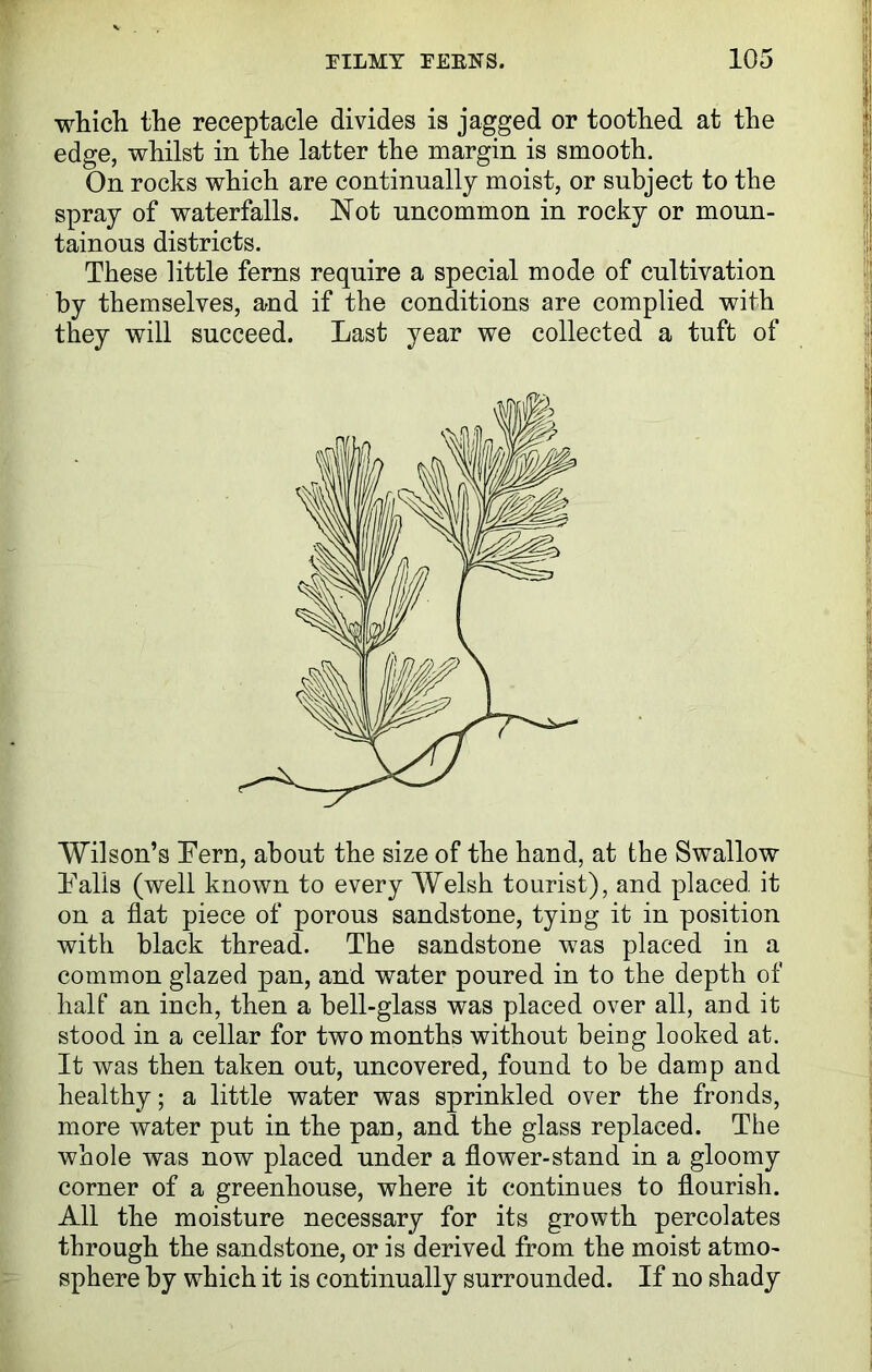 which the receptacle divides is jagged or toothed at the edge, whilst in the latter the margin is smooth. On rocks which are continually moist, or subject to the spray of waterfalls. Not uncommon in rocky or moun- tainous districts. These little ferns require a special mode of cultivation by themselves, and if the conditions are complied with they will succeed. Last year we collected a tuft of Wilson’s Tern, about the size of the hand, at the Swallow Tails (well known to every Welsh tourist), and placed it on a flat piece of porous sandstone, tying it in position with black thread. The sandstone was placed in a common glazed pan, and water poured in to the depth of half an inch, then a bell-glass was placed over all, and it stood in a cellar for two months without being looked at. It was then taken out, uncovered, found to be damp and healthy; a little water was sprinkled over the fronds, more water put in the pan, and the glass replaced. The whole was now placed under a flower-stand in a gloomy corner of a greenhouse, where it continues to flourish. All the moisture necessary for its growth percolates through the sandstone, or is derived from the moist atmo- sphere by which it is continually surrounded. If no shady