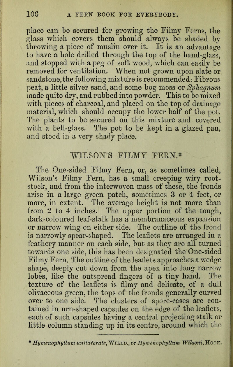 place can be secured for growing the Filmy Ferns, tbe glass which covers them should always be shaded by throwing a piece of muslin over it. It is an advantage to have a hole drilled through the top of the hand-glass, and stopped with a peg of soft wood, which can easily be removed for ventilation. When not grown upon slate or sandstone, the following mixture is recommended: Fibrous peat, a little silver sand, and some bog moss or Sphagnum made quite dry, and rubbed into powder. This to be mixed with pieces of charcoal, and placed on the top of drainage material, which should occupy the lower half of the pot. The plants to be secured on this mixture and covered with a bell-glass. The pot to be kept in a glazed pan, and stood in a very shady place. WILSON’S FILMY FERN* The One-sided Filmy Fern, or, as sometimes called, Wilson’s Filmy Fern, has a small creeping wiry root- stock, and from the interwoven mass of these, the fronds arise in a large green patch, sometimes 3 or 4 feet, or more, in extent. The average height is not more than from 2 to 4 inches. The upper portion of the tough, dark-coloured leaf-stalk has a membranaceous expansion or narrow wing on either side. The outline of the frond is narrowly spear-shaped. The leaflets are arranged in a feathery manner on each side, but as they are all turned towards one side, this has been designated the One-sided Filmy Fern. The outline of the leaflets approaches a wedge shape, deeply cut down from the apex into long narrow lobes, like the outspread fingers of a tiny hand. The texture of the leaflets is filmy and delicate, of a dull olivaceous green, the tops of the fronds generally curved over to one side. The clusters of spore-cases are con- tained in urn-shaped capsules on the edge of the leaflets, each of such capsules having a central projecting stalk or little column standing up in its centre, around which the * Hymenophyllum unilaterale, Willd.. or Ilymennphyllum Wilsoni, Hook.