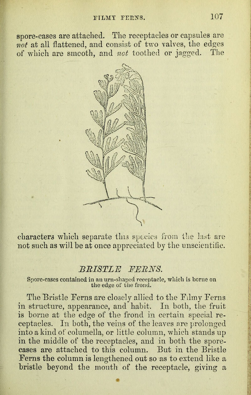 spore-cases are attached. The receptacles or capsules are not at all flattened, and consist of two valves, the edges of which are smooth, and not toothed or jogged. The characters which separate this species from the last are not such as will be at once appreciated by the unscientific. JBBISTLU FJEJZJYS. Spore-cases contained in an urn-shaped receptacle, which is borne on the edge of the frond. The Bristle Terns are closely allied to the Tdmy Terns in structure, appearance, and habit. In both, the fruit is borne at the edge of the frond in certain special re- ceptacles. In both, the veins of the leaves ore prolonged into a kind of columella, or little column, which stands up in the middle of the receptacles, and in both the spore- cases are attached to this column. But in the Bristle Terns the column is lengthened out so as to extend like a bristle beyond the mouth of the receptacle, giving a