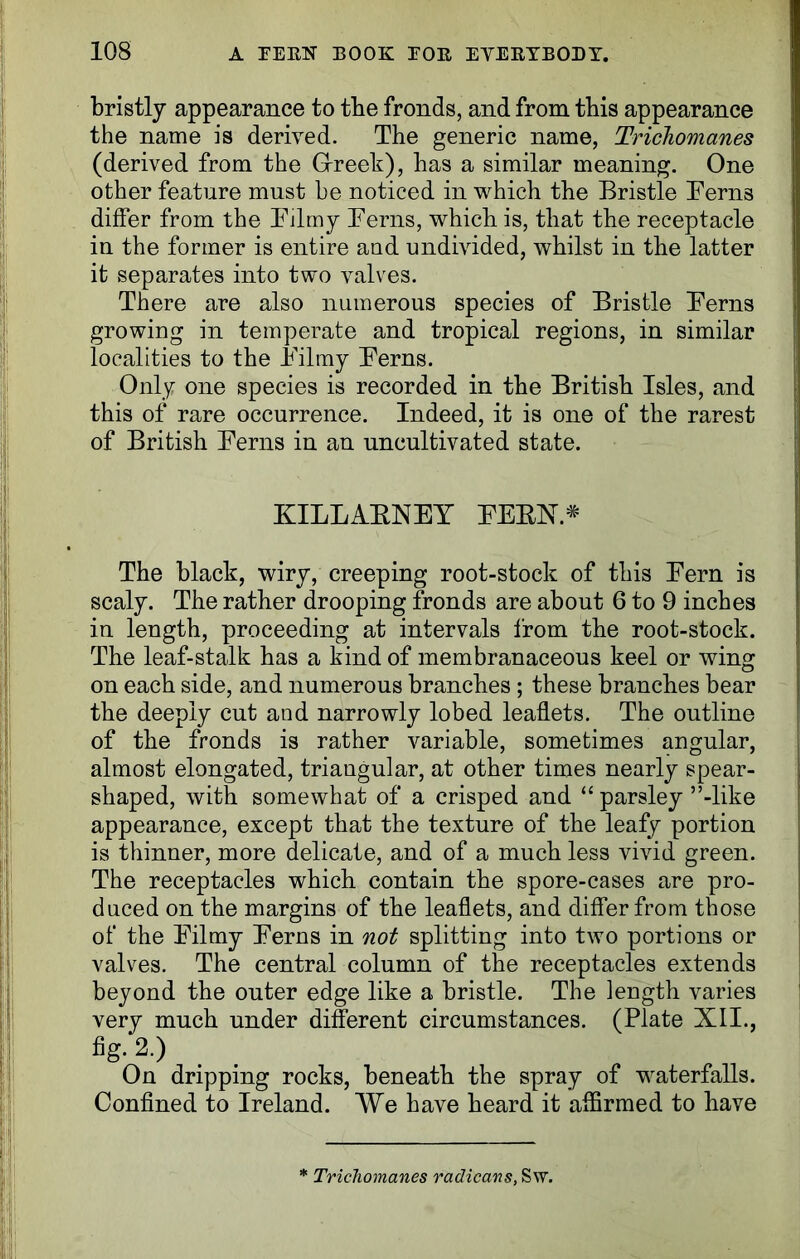 bristly appearance to tbe fronds, and from this appearance the name is derived. The generic name, Tricliomanes (derived from the Grreek), has a similar meaning. One other feature must be noticed in which the Bristle Terns differ from the Filmy Ferns, which is, that the receptacle in the former is entire aud undivided, whilst in the latter it separates into two valves. There are also numerous species of Bristle Ferns growing in temperate and tropical regions, in similar localities to the Filmy Ferns. Only one species is recorded in the British Isles, and this of rare occurrence. Indeed, it is one of the rarest of British Ferns in an uncultivated state. KILLAENEY FEEN* The black, wiry, creeping root-stock of this Fern is scaly. The rather drooping fronds are about 6 to 9 inches in length, proceeding at intervals from the root-stock. The leaf-stalk has a kind of membranaceous keel or wing on each side, and numerous branches; these branches bear the deeply cut and narrowly lobed leaflets. The outline of the fronds is rather variable, sometimes angular, almost elongated, triangular, at other times nearly spear- shaped, with somewhat of a crisped and “ parsley ’’-like appearance, except that the texture of the leafy portion is thinner, more delicate, and of a much less vivid green. The receptacles which contain the spore-cases are pro- duced on the margins of the leaflets, and differ from those of the Filmy Ferns in not splitting into two portions or valves. The central column of the receptacles extends beyond the outer edge like a bristle. The length varies very much under different circumstances. (Plate XII., fig. 2.) On dripping rocks, beneath the spray of waterfalls. Confined to Ireland. We have heard it affirmed to have Tricliomanes radicans, Sw.