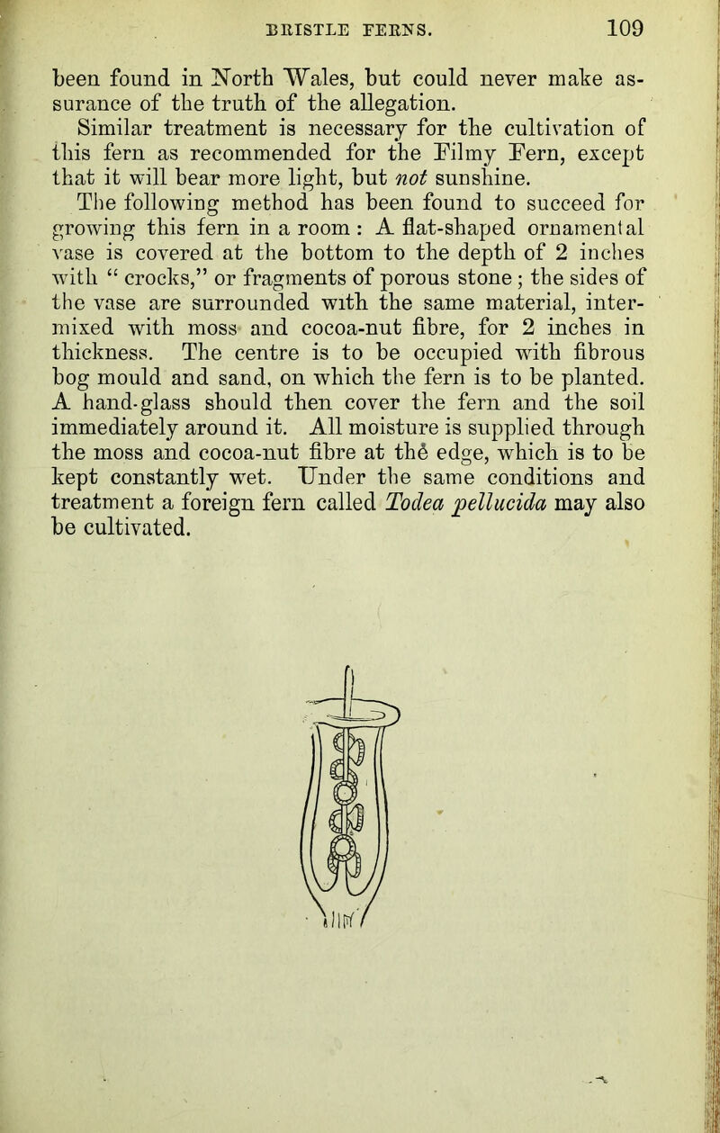 been found in North Wales, but could never make as- surance of the truth of the allegation. Similar treatment is necessary for the cultivation of this fern as recommended for the Filmy Fern, except that it will bear more light, but not sunshine. The following method has been found to succeed for growing this fern in a room : A flat-shaped ornamental vase is covered at the bottom to the depth of 2 inches with “ crocks,” or fragments of porous stone; the sides of the vase are surrounded with the same material, inter- mixed with moss and cocoa-nut fibre, for 2 inches in thickness. The centre is to be occupied with fibrous bog mould and sand, on which the fern is to be planted. A hand-glass should then cover the fern and the soil immediately around it. All moisture is supplied through the moss and cocoa-nut fibre at th£ edge, which is to be kept constantly wet. Under the same conditions and treatment a foreign fern called Todea pellucida may also be cultivated.