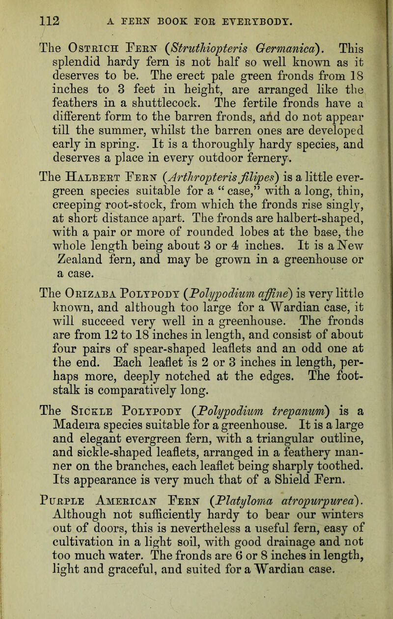 The Osteich Peek (StrutTi iop ter is Germanica). This splendid hardy fern is not half so well known as it deserves to be. The erect pale green fronds from 18 inches to 3 feet in height, are arranged like the feathers in a shuttlecock. The fertile fronds have a different form to the barren fronds, ahd do not appear till the summer, whilst the barren ones are developed early in spring. It is a thoroughly hardy species, and deserves a place in every outdoor fernery. The Halbeet Peek (Arthropteris filipes) is a little ever- green species suitable for a “ case,” with a long, thin, creeping root-stock, from which the fronds rise singly, at short distance apart. The fronds are halbert-shaped, with a pair or more of rounded lobes at the ba-se, the whole length being about 3 or 4 inches. It is a New Zealand fern, and may be grown in a greenhouse or a case. The Oeizaba Polypody (Polypodium affine) is very little known, and although too large for a Wardian case, it will succeed very well in a greenhouse. The fronds are from 12 to 18 inches in length, and consist of about four pairs of spear-shaped leaflets and an odd one at the end. Each leaflet is 2 or 3 inches in length, per- haps more, deeply notched at the edges. The foot- stalk is comparatively long. The Sickle Polypody (Polypodium trepanum) is a Madeira species suitable for a greenhouse. It is a large and elegant evergreen fern, with a triangular outline, and sickle-shaped leaflets, arranged in a feathery man- ner on the branches, each leaflet being sharply toothed. Its appearance is very much that of a Shield Pern. Pceple Ameeicak Peek (JPlatyloma atropurpurea). Although not sufficiently hardy to bear our winters out of doors, this is nevertheless a useful fern, easy of cultivation in a light soil, with good drainage and not too much water. The fronds are 6 or 8 inches in length, light and graceful, and suited for a Wardian case.