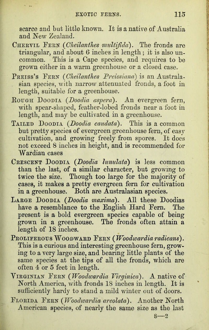 scarce and but little known. It is a native of Australia and New Zealand. Chervil Fern {Cheilanthes multifida). The fronds are triangular, and about 6 inches in length ; it is also un- common. This is a Cape species, and requires to be grown either in a warm greenhouse or a closed case. Preiss’s Fern (Cheilantlies JPreissiana) is an Australa- sian species, with narrow attenuated fronds, a foot in length, suitable for a greenhouse. Bough Doodia (Doodia cis'pera). An evergreen fern, with spear-shaped, feather-lobed fronds near a foot in length, and may be cultivated in a greenhouse. Tailed Doodia (.Doodia caudatd). This is a common but pretty species of evergreen greenhouse fern, of easy cultivation, and growing freely from spores. It does not exceed 8 inches in height, and is recommended for Wardian cases Crescent Doodia (.Doodia lunulato) is less common than the last, of a similar character, but growing to twice the size. Though too large for the majority of cases, it makes a pretty evergreen fern for cultivation in a greenhouse. Both are Australasian species. Large Doodia (Doodia maxima). All these Doodias have a resemblance to the English Hard Eern. The present is a bold evergreen species capable of being grown in a greenhouse. The fronds often attain a length of 18 inches. Prolieerotjs Woodward Eern {Woodwardiaradicans). This is a curious and interesting greenhouse fern, grow- ing to a very large size, and bearing little plants of the same species at the tips of all the fronds, which are often 4 or 5 feet in length. Virginian Eern (Woodwardia Virginia a'). A native of North America, writh fronds 18 inches in length. It is sufficiently hardy to stand a mild winter out of doors. Florida Eern {JVoodivardia areolata). Another North American species, of nearly the same size as the last 8—2