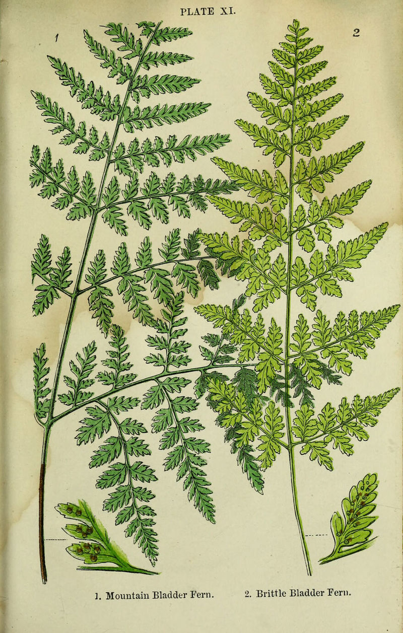 ]. Mountain Bladder Eern. 2. Brittle Bladder Eern.