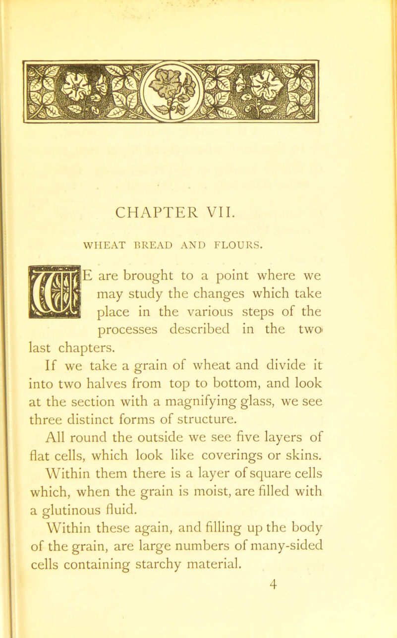 CHAPTER VII. WHEAT BREAD AND FLOURS. E are brought to a point where we may study the changes which take place in the various steps of the processes described in the two last chapters. If we take a grain of wheat and divide it into two halves from top to bottom, and look at the section with a magnifying glass, we see three distinct forms of structure. All round the outside we see five layers of flat cells, which look like coverings or skins. Within them there is a layer of square cells which, when the grain is moist, are filled with a glutinous fluid. Within these again, and filling up the body of the grain, are large numbers of many-sided cells containing starchy material. 4