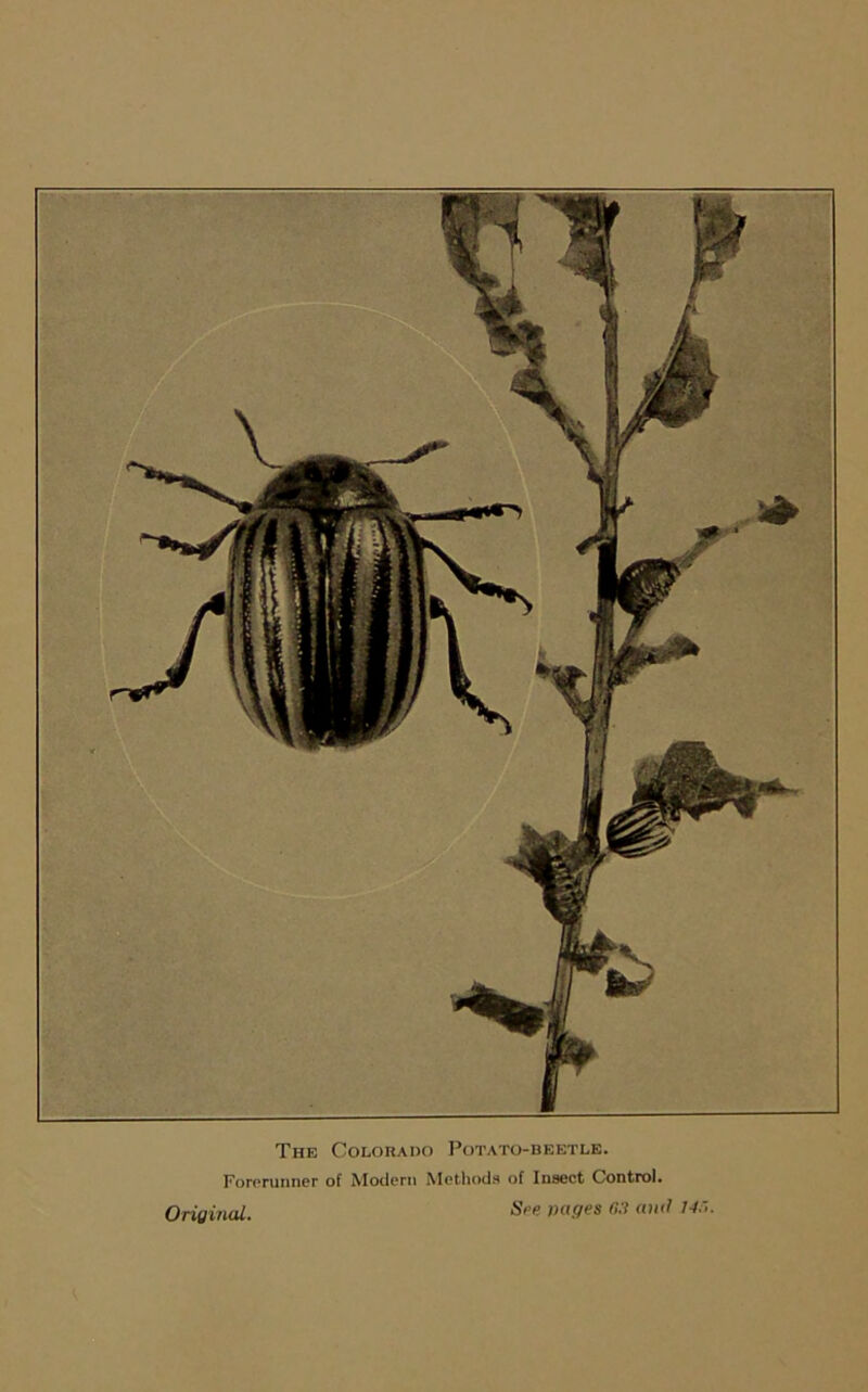 The Colorado Potato-beetle. Forerunner of Modern Methods of Insect Control. Original. See pages 0.3 anti 140.