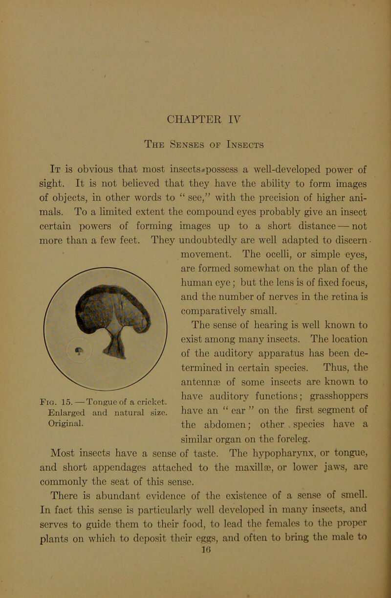 The Senses of Insects It is obvious that most insects ^possess a well-developed power of sight. It is not believed that they have the ability to form images of objects, in other words to “ see,” with the precision of higher ani- mals. To a limited extent the compound eyes probably give an insect certain powers of forming images up to a short distance — not more than a few feet. They undoubtedly are well adapted to discern ■ movement. The ocelli, or simple eyes, are formed somewhat on the plan of the human eye; but the lens is of fixed focus, and the number of nerves in the retina is comparatively small. The sense of hearing is well known to exist among many insects. The location of the auditory apparatus has been de- termined in certain species. Thus, the antennae of some insects are known to have auditory functions; grasshoppers have an “ ear ” on the first segment of similar organ on the foreleg. Most insects have a sense of taste. The hypopharvnx, or tongue, and short appendages attached to the maxillae, or lower jaws, are commonly the seat of this sense. There is abundant evidence of the existence of a sense of smell. In fact this sense is particularly well developed in many insects, and serves to guide them to their food, to lead the females to the proper plants on which to deposit their eggs, and often to bring the male to 1(3 Fig. 15. —Tongue of a cricket. Enlarged and natural size.