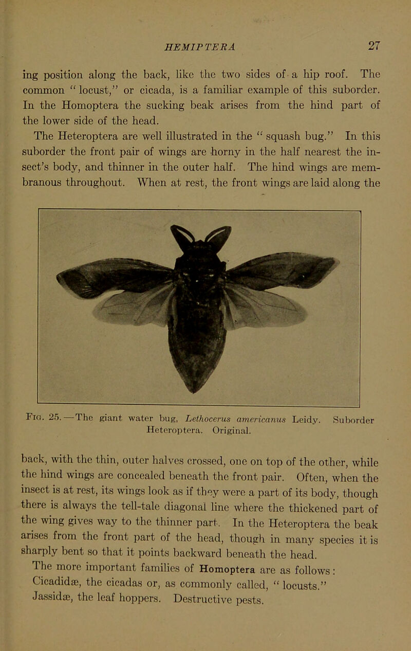 ing position along the back, like the two sides of a hip roof. The common “ locust,” or cicada, is a familiar example of this suborder. In the Homoptera the sucking beak arises from the hind part of the lower side of the head. The Heteroptera are well illustrated in the “ squash bug.” In this suborder the front pair of wings are horny in the half nearest the in- sect’s body, and thinner in the outer half. The hind wings are mem- branous throughout. When at rest, the front wings are laid along the Fig. 25. The giant water bug, Lethocerus americanus Leidy. Suborder Heteroptera. Original. back, with the thin, outer halves crossed, one on top of the other, while the hind wings are concealed beneath the front pair. Often, when the insect is at rest, its wings look as if they were a part of its body, though there is always the tell-tale diagonal line where the thickened part of the wing gives way to the thinner part. In the Heteroptera the beak arises from the front part of the head, though in many species it is sharply bent so that it points backward beneath the head. The more important families of Homoptera are as follows: Cicadidae, the cicadas or, as commonly called, “ locusts.” Jassidm, the leaf hoppers. Destructive pests.