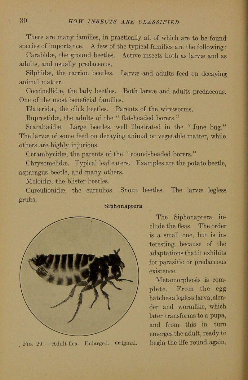 There are many families, in practically all of which are to be found species of importance. A few of the typical families are the following: Carabidae, the ground beetles. Active insects both as larvae and as adults, and usually predaceous. Silphidse, the carrion beetles. Larva? and adults feed on decaying animal matter. Coccinellidse, the lady beetles. Both larva? and adults predaceous. One of the most beneficial families. Elaterida?, the click beetles. > Parents of the wireworms. Buprestidae, the adults of the “ flat-headed borers.” Scarabaeidse. Large beetles, well illustrated in the “ June bug.” The larvae of some feed on decaying animal or vegetable matter, while others are highly injurious. Cerambycidae, the parents of the “ round-headed borers.” Chrysomelidae. Typical leaf eaters. Examples are the potato beetle, asparagus beetle, and many others. Meloidae, the blister beetles. Curculionidae, the curculios. Snout beetles. The larvae legless grubs. Siphonaptera The Siphonaptera in- clude the fleas. The order is a small one, but is in- teresting because of the adaptations that it exhibits for parasitic or predaceous existence. Metamorphosis is com- plete. From the egg hatches a legless larva, slen- der and wormlike, which later transforms to a pupa, and from this in turn emerges the adult, read}’ to begin the life round again.