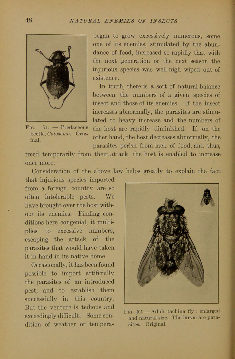 began to grow excessively numerous, some one of its enemies, stimulated by the abun- dance of food, increased so rapidly that with the next generation or the next season the injurious species was well-nigh wiped out of existence. In truth, there is a sort of natural balance between the numbers of a given species of insect and those of its enemies. If the insect increases abnormally, the parasites are stimu- lated to heavy increase and the numbers of the host are rapidly diminished. If, on the other hand, the host decreases abnormally, the parasites perish from lack of food, and thus, freed temporarily from their attack, the host is enabled to increase once more. Consideration of the above law helps greatly to explain the fact that injurious species imported from a foreign country are so often intolerable pests. We have brought over the host with- out its enemies. Finding con- ditions here congenial, it multi- plies to excessive numbers, escaping the attack of the parasites that would have taken it in hand in its native home. Occasionally, it has been found possible to import artificially the parasites of an introduced pest, and to establish them successfully in this country. But the venture is tedious and exceedingly difficult. Some con- dition of weather or tempera- Fio. 52.—Adult tachina fly; enlarged and natural size. The larva; are para- sites. Original. Fig. 51. — Predaceous beetle, Calosoma. Orig- inal.