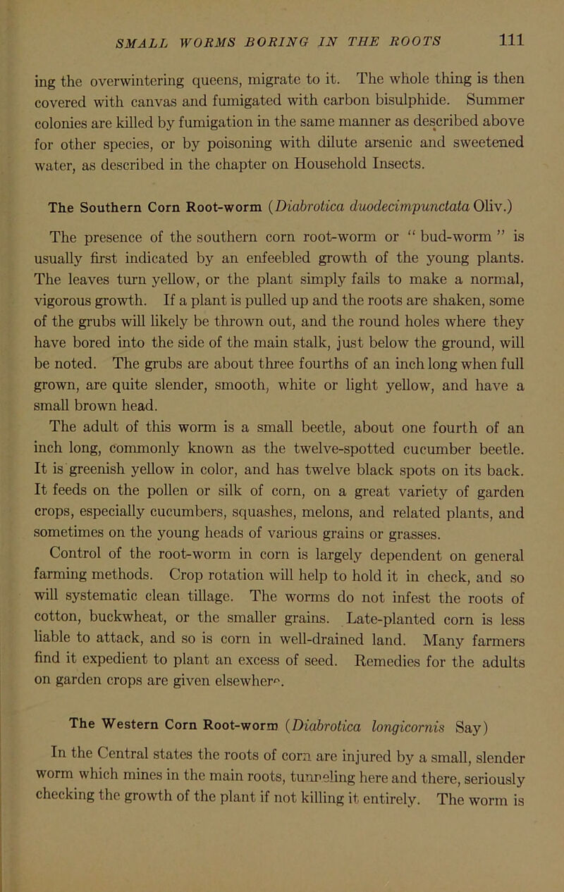 ing the overwintering queens, migrate to it. The whole thing is then covered with canvas and fumigated with carbon bisulphide. Summer colonies are killed by fumigation in the same manner as described above for other species, or by poisoning with dilute arsenic and sweetened water, as described in the chapter on Household Insects. The Southern Corn Root-worm (Diabrotica duodecimpundata Oliv.) The presence of the southern corn root-worm or “ bud-worm ” is usually first indicated by an enfeebled growth of the young plants. The leaves turn yellow, or the plant simply fails to make a normal, vigorous growth. If a plant is pulled up and the roots are shaken, some of the grubs will likely be thrown out, and the round holes where they have bored into the side of the main stalk, just below the ground, will be noted. The grubs are about three fourths of an inch long when full grown, are quite slender, smooth, white or light yellow, and have a small brown head. The adult of this worm is a small beetle, about one fourth of an inch long, commonly known as the twelve-spotted cucumber beetle. It is greenish yellow in color, and has twelve black spots on its back. It feeds on the pollen or silk of corn, on a great variety of garden crops, especially cucumbers, squashes, melons, and related plants, and sometimes on the young heads of various grains or grasses. Control of the root-worm in corn is largely dependent on general farming methods. Crop rotation will help to hold it in check, and so will systematic clean tillage. The worms do not infest the roots of cotton, buckwheat, or the smaller grains. Late-planted corn is less liable to attack, and so is corn in well-drained land. Many farmers find it expedient to plant an excess of seed. Remedies for the adults on garden crops are given elsewhere The Western Corn Root-worm (Diabrotica longicornis Say) In the Central states the roots of corn are injured by a small, slender worm which mines in the main roots, tunneling here and there, seriously checking the growth of the plant if not killing it entirely. The worm is