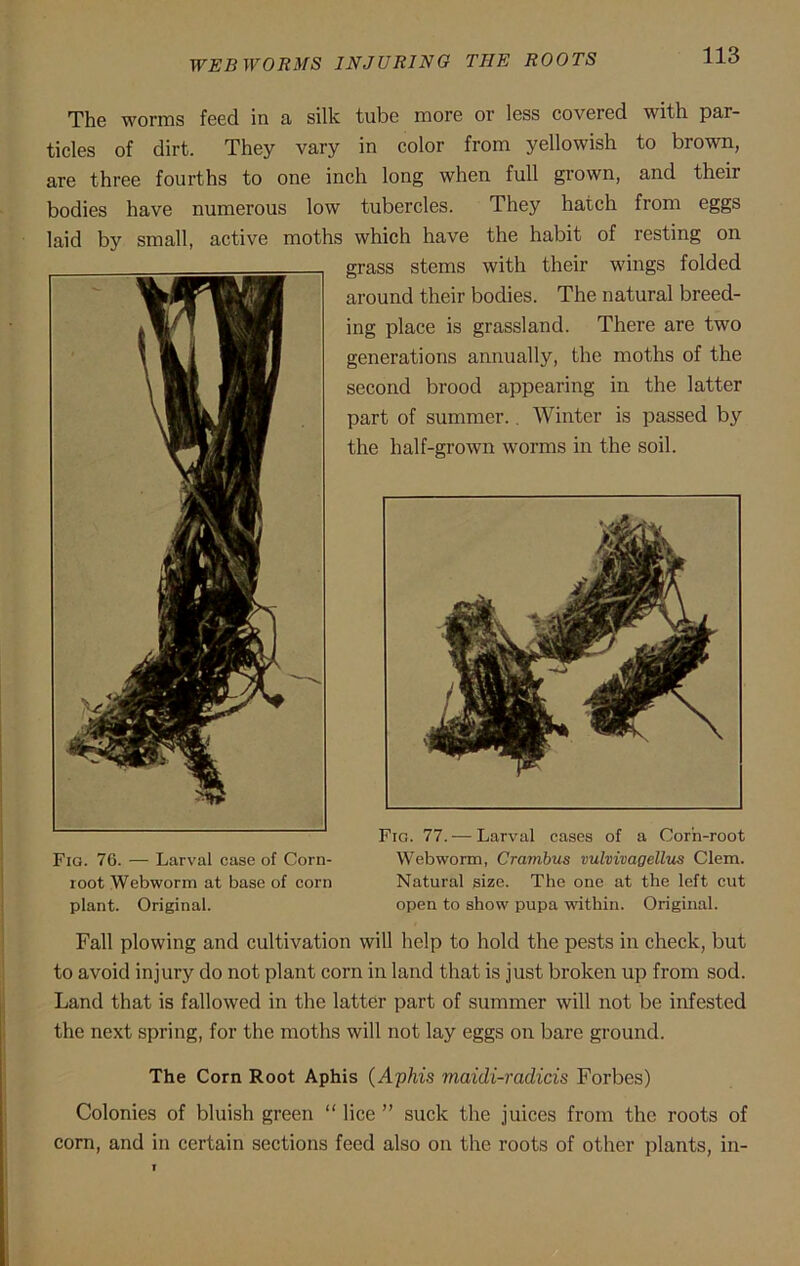 WEB WORMS INJURING THE ROOTS The worms feed in a silk tube more or less covered with par- ticles of dirt. They vary in color from yellowish to brown, are three fourths to one inch long when full grown, and their bodies have numerous low tubercles. They hatch from eggs laid by small, active moths which have the habit of resting on grass stems with their wings folded around their bodies. The natural breed- ing place is grassland. There are two generations annually, the moths of the second brood appearing in the latter part of summer.. Winter is passed by the half-grown worms in the soil. Fia. 76. — Larval case of Corn- root Webworm at base of corn plant. Original. Fig. 77. — Larval cases of a Corn-root Webworm, Crambus vulvivagellus Clem. Natural size. The one at the left cut open to show pupa within. Original. Fall plowing and cultivation will help to hold the pests in check, but to avoid injury do not plant corn in land that is just broken up from sod. Land that is fallowed in the latter part of summer will not be infested the next spring, for the moths will not lay eggs on bare ground. The Corn Root Aphis (Aphis maidi-radicis Forbes) Colonies of bluish green “ lice ” suck the juices from the roots of corn, and in certain sections feed also on the roots of other plants, in-