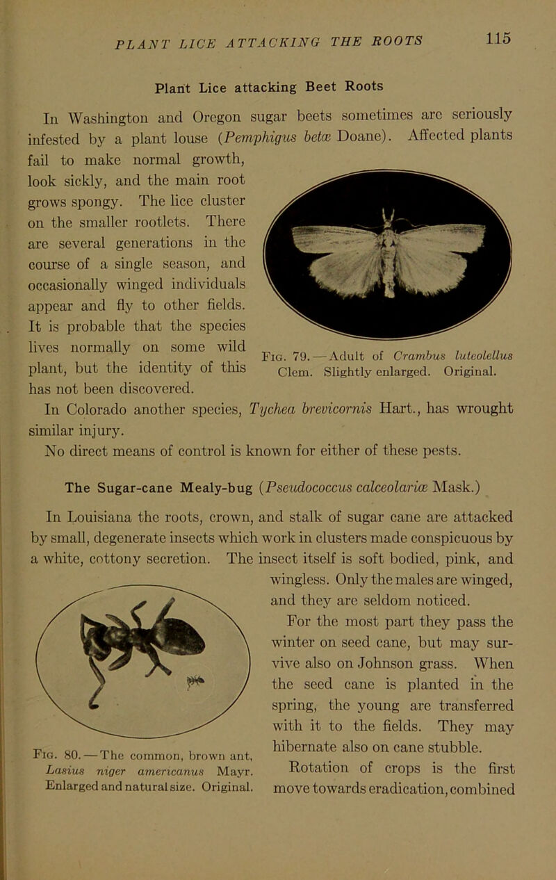 Plant Lice attacking Beet Roots In Washington and Oregon sugar beets sometimes are seriously infested by a plant louse (Pemphigus beta! Doane). Affected plants fail to make normal growth, look sickly, and the main root grows spongy. The lice cluster on the smaller rootlets. There are several generations in the course of a single season, and occasionally winged individuals appear and fly to other fields. It is probable that the species lives normally on some wild plant, but the identity of this has not been discovered. In Colorado another species, Tychea brevicornis Hart., has wrought similar injury. No direct means of control is known for either of these pests. The Sugar-cane Mealy-bug (Pseudococcus calceolaria) Mask.) In Louisiana the roots, crown, and stalk of sugar cane are attacked by small, degenerate insects which work in clusters made conspicuous by a white, cottony secretion. The insect itself is soft bodied, pink, and wingless. Only the males are winged, and they are seldom noticed. For the most part they pass the winter on seed cane, but may sur- vive also on Johnson grass. When the seed cane is planted in the spring, the young are transferred with it to the fields. They may hibernate also on cane stubble. Rotation of crops is the first move towards eradication, combined Fig. 80. — The common, brown ant, Lasius niger americanus Mayr. Enlarged and natural size. Original. Fig. 79.—Adult of Crambus luteolellus Clem. Slightly enlarged. Original.
