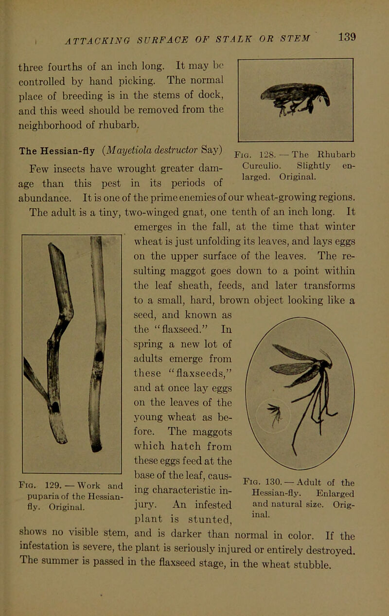 ATTACKING SURFACE OF STALK OR STEM Fig. 128.—The Rhubarb Curculio. Slightly en- larged. Original. three fourths of an inch long. It may be controlled by hand picking. The normal place of breeding is in the stems of dock, and this weed should be removed from the neighborhood of rhubarb. The Hessian-fly (Mayetiola destructor Say) Few insects have wrought greater dam- age than this pest in its periods of abundance. It is one of the prime enemies of our wheat-growing regions. The adult is a tiny, two-winged gnat, one tenth of an inch long. It emerges in the fall, at the time that winter wheat is just unfolding its leaves, and lays eggs on the upper surface of the leaves. The re- sulting maggot goes down to a point within the leaf sheath, feeds, and later transforms to a small, hard, brown object looking like a seed, and known as the “flaxseed.” In spring a new lot of adults emerge from these “flaxseeds,” and at once lay eggs on the leaves of the young wheat as be- fore. The maggots which hatch from these eggs feed at the base of the leaf, caus- ing characteristic in- jury. An infested plant is stunted, shows no visible stem, and is darker than normal in color. If the infestation is severe, the plant is seriously injured or entirely destroyed. Fig. 129.—Work and puparia of the Hessian- fly. Original. Fig. 130. — Adult of the Hessian-fly. Enlarged and natural size. Orig- inal. The summer is passed in the flaxseed stage, in the wheat stubble.