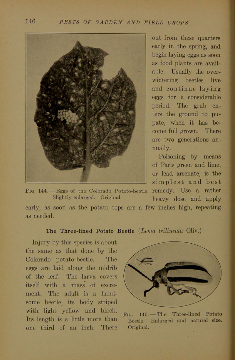 out from these quarters early in the spring, and begin laying eggs as soon as food plants are avail- able. Usually the over- wintering beetles live and continue laying eggs for a considerable period. The grub en- ters the ground to pu- pate, when it has be- come full grown. There are two generations an- nually. Poisoning by means of Paris green and lime, or lead arsenate, is the simplest and best Fig. 144. — Eggs of the Colorado Potato-beetle, remedy. Use a rather Slightly enlarged. Original. heavy dose and apply early, as soon as the potato tops are a few inches high, repeating as needed. The Three-lined Potato Beetle (Lema trilineata Oliv.) Injury by this species is about the same as that done by the Colorado potato-beetle. The eggs are laid along the midrib of the leaf. The larva covers itself with a mass of excre- ment. The adult is a hand- some beetle, its body striped with light yellow and black. Its length is a little more than one third of an inch. There Fig. 145. — The Three-lined Potato Beetle. Enlarged and natural size. Original.