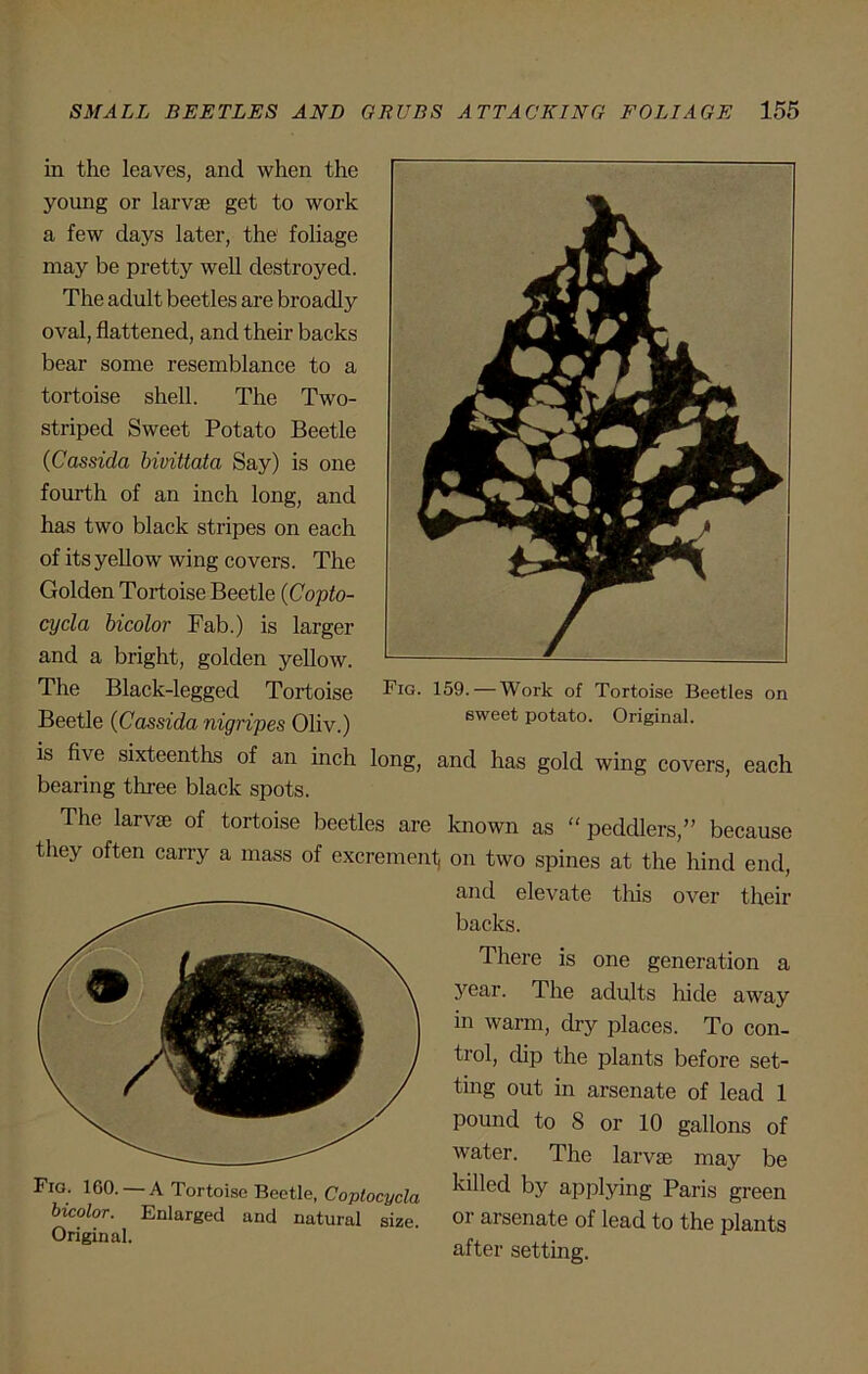 in the leaves, and when the young or larvae get to work a few days later, the' foliage may be pretty well destroyed. The adult beetles are broadly oval, flattened, and their backs bear some resemblance to a tortoise shell. The Two- striped Sweet Potato Beetle (Cassida bivittata Say) is one fourth of an inch long, and has two black stripes on each of its yellow wing covers. The Golden Tortoise Beetle {Copto- cycla bicolor Fab.) is larger and a bright, golden yellow. The Black-legged Tortoise PIG- 159. — Work of Tortoise Beetles on Beetle (Cassida nigripes Oliv.) eweet potato. Original. is five sixteenths of an inch long, and has gold wing covers, each bearing three black spots. The larvae of tortoise beetles are known as “ peddlers,” because they often carry a mass of excrement, on two spines at the hind end, Fio. 160. —A Tortoise Beetle, Coptocycla bicolor. Enlarged and natural size. Original. and elevate this over their backs. There is one generation a year. The adults hide away in warm, dry places. To con- trol, dip the plants before set- ting out in arsenate of lead 1 pound to 8 or 10 gallons of water. The larvae may be killed by applying Paris green or arsenate of lead to the plants after setting.